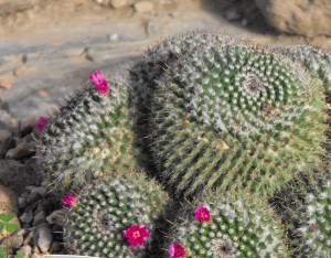  REBLOOMING CACTUS