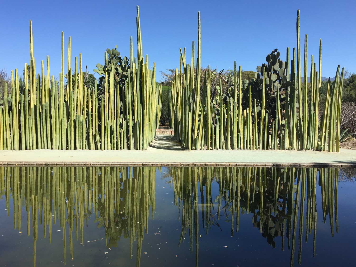 Organo Cacti: Oaxaca Ethnobotanical Garden