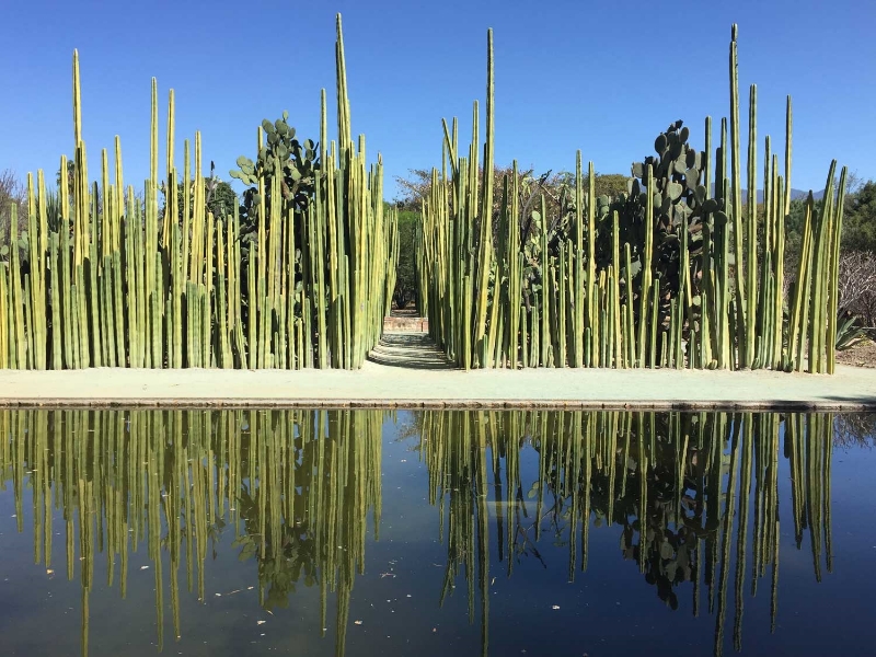 Organo Cacti at oaxaca ethnobotanical garden