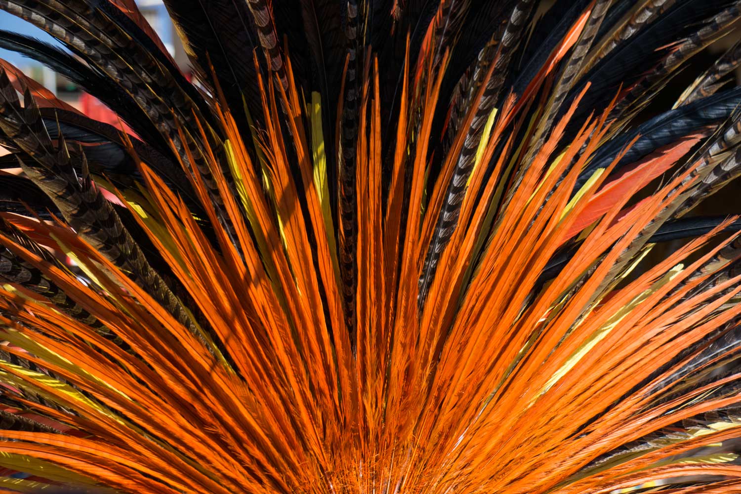 Head-feathersDSC01298.jpg