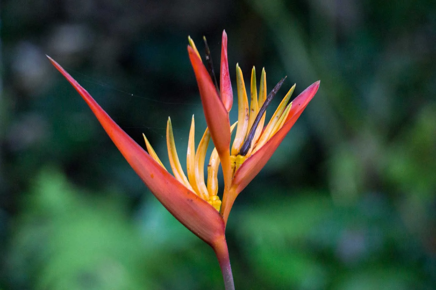 Bird-of-paradise-DSC01122.jpg
