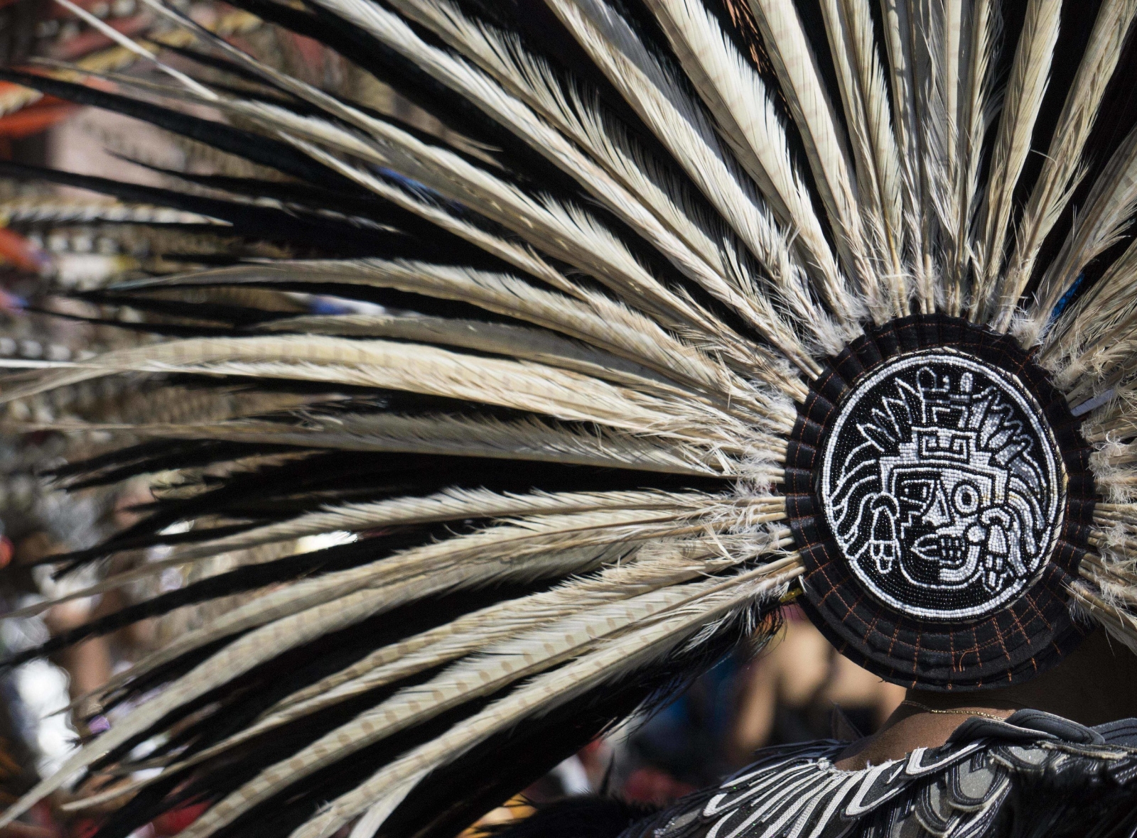 A fanfare of Feathers