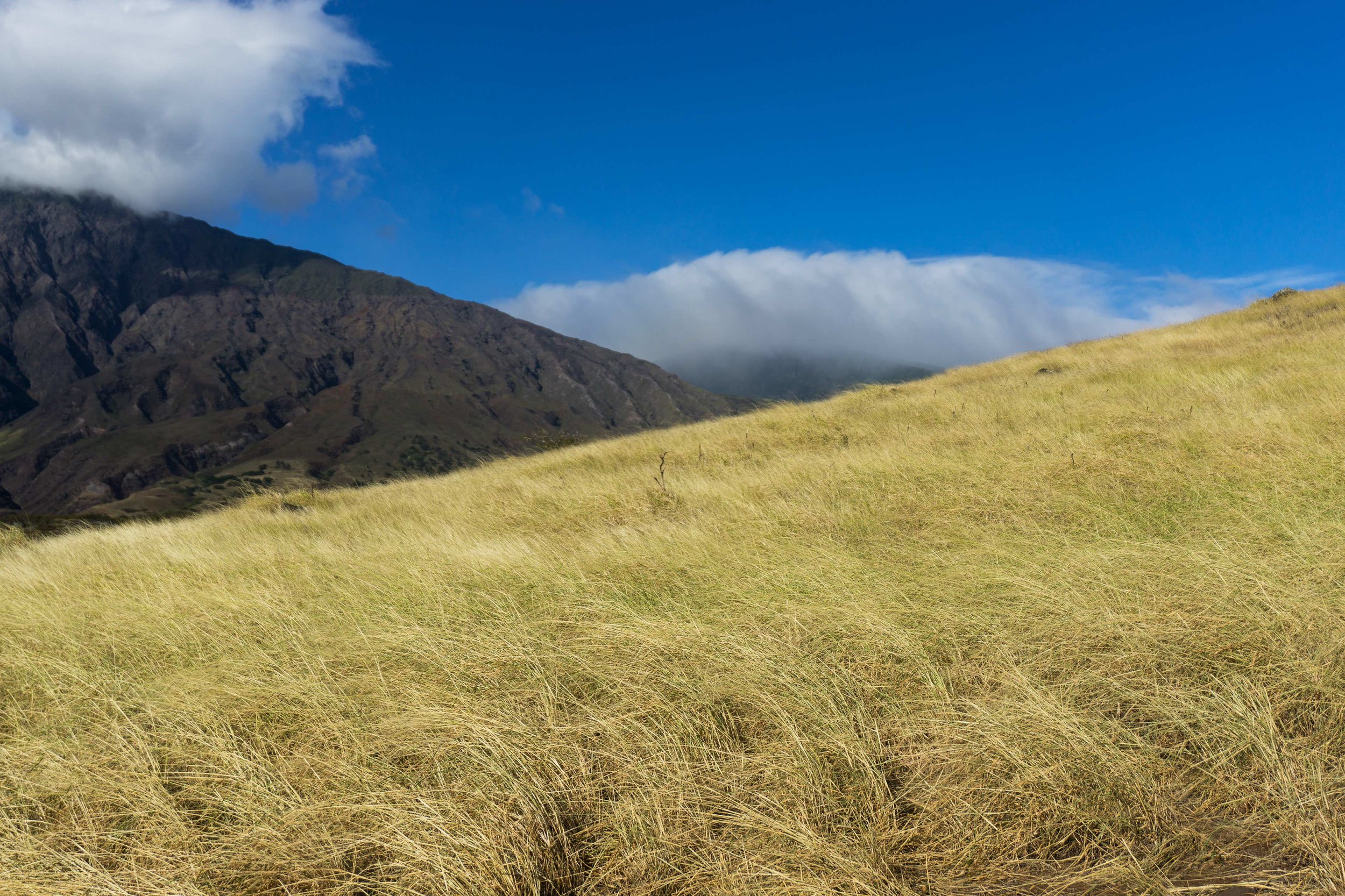 _--Grasses-hana-Hill-cropped sized DSC03574.jpg