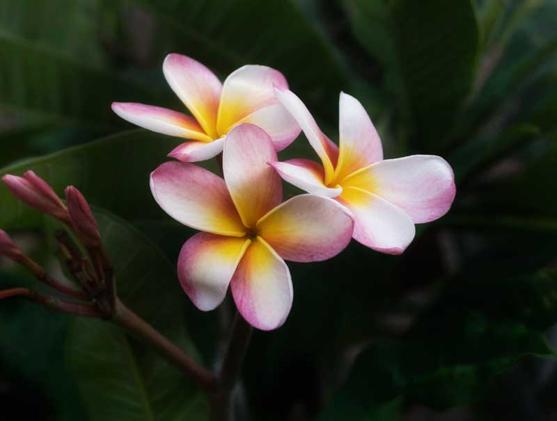 Plumeria, the everlasting lei Flower