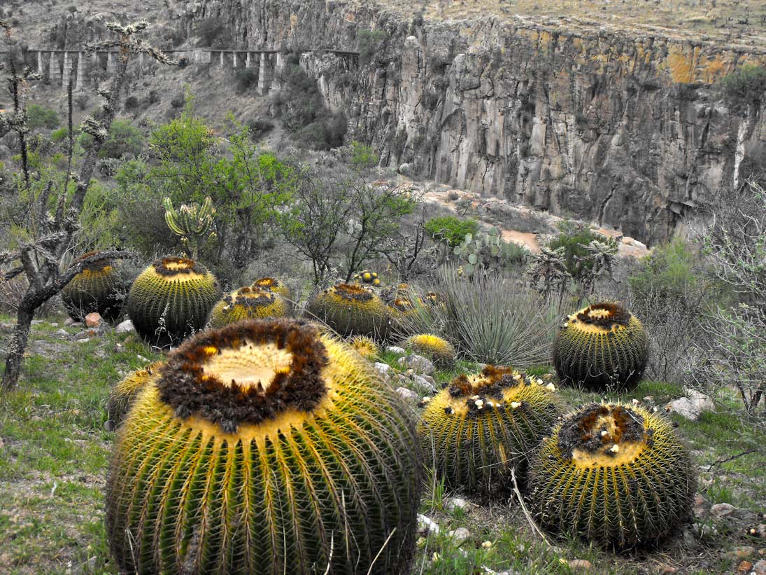 Barrel Cactus barreling down the canyon 1st Prize Photography The New York Horticultural Society