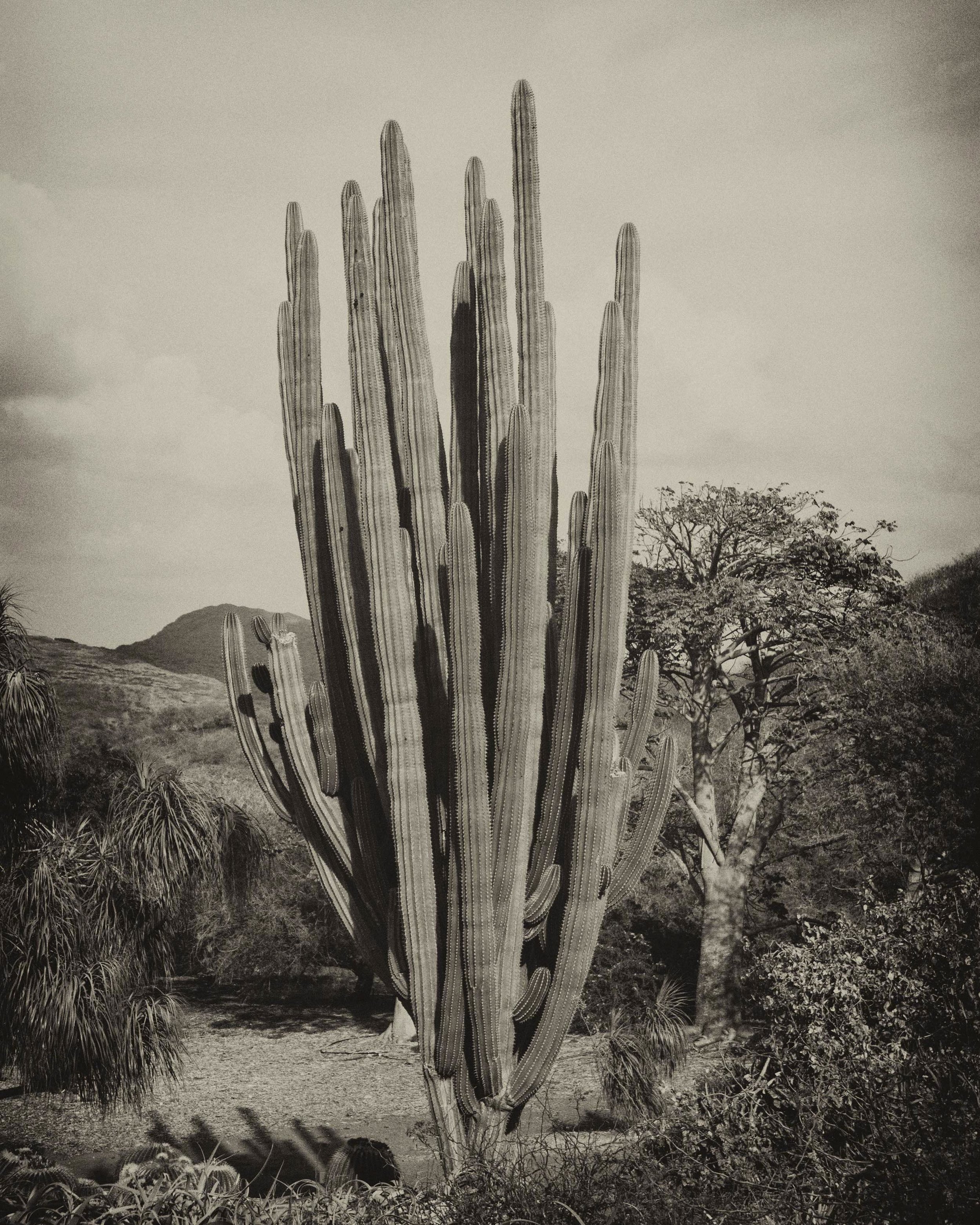 Saguaro cactus, oahu, Hawaii
