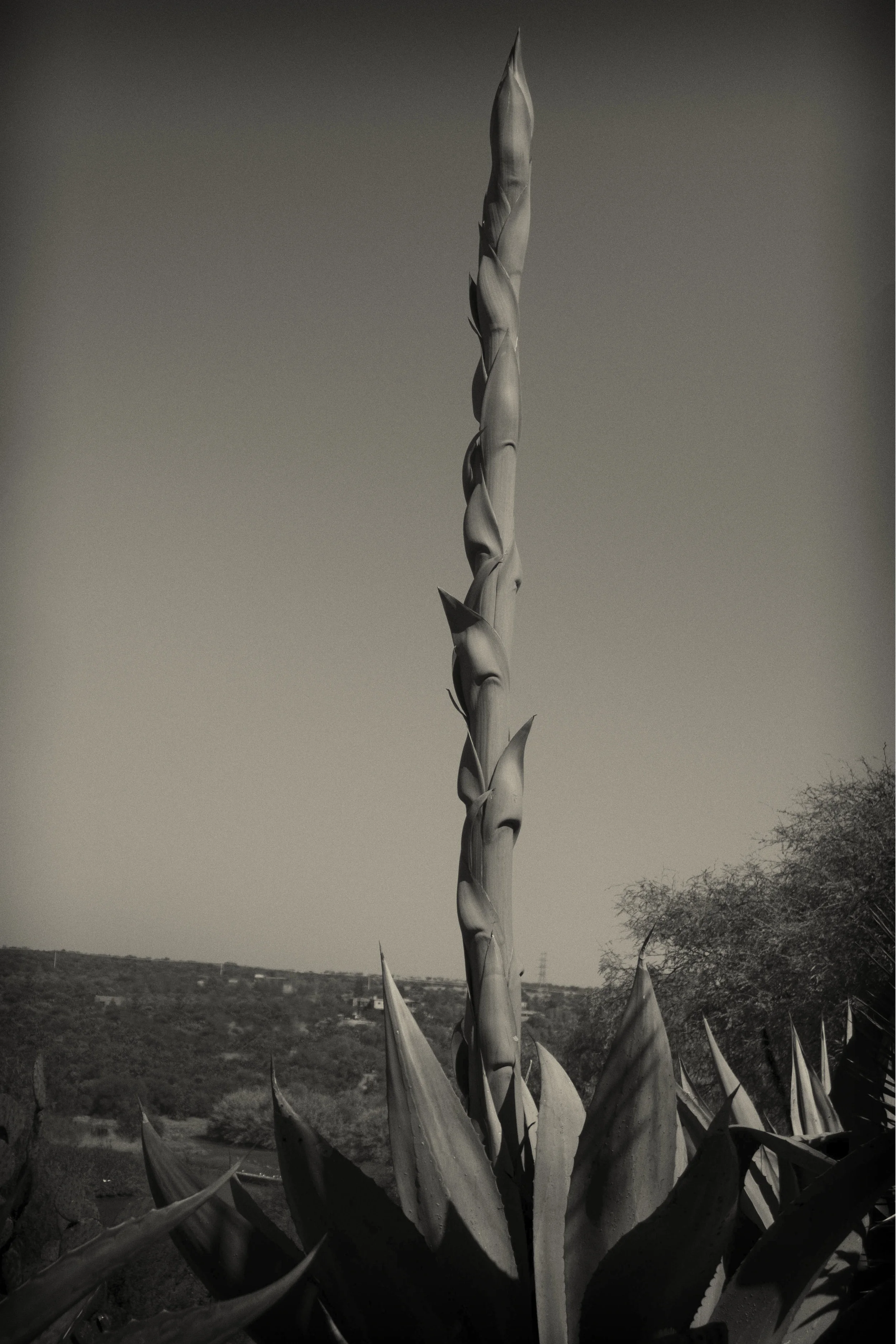 The giant mast of agave, El Charco del Ingenio, San Miguel de ALlende