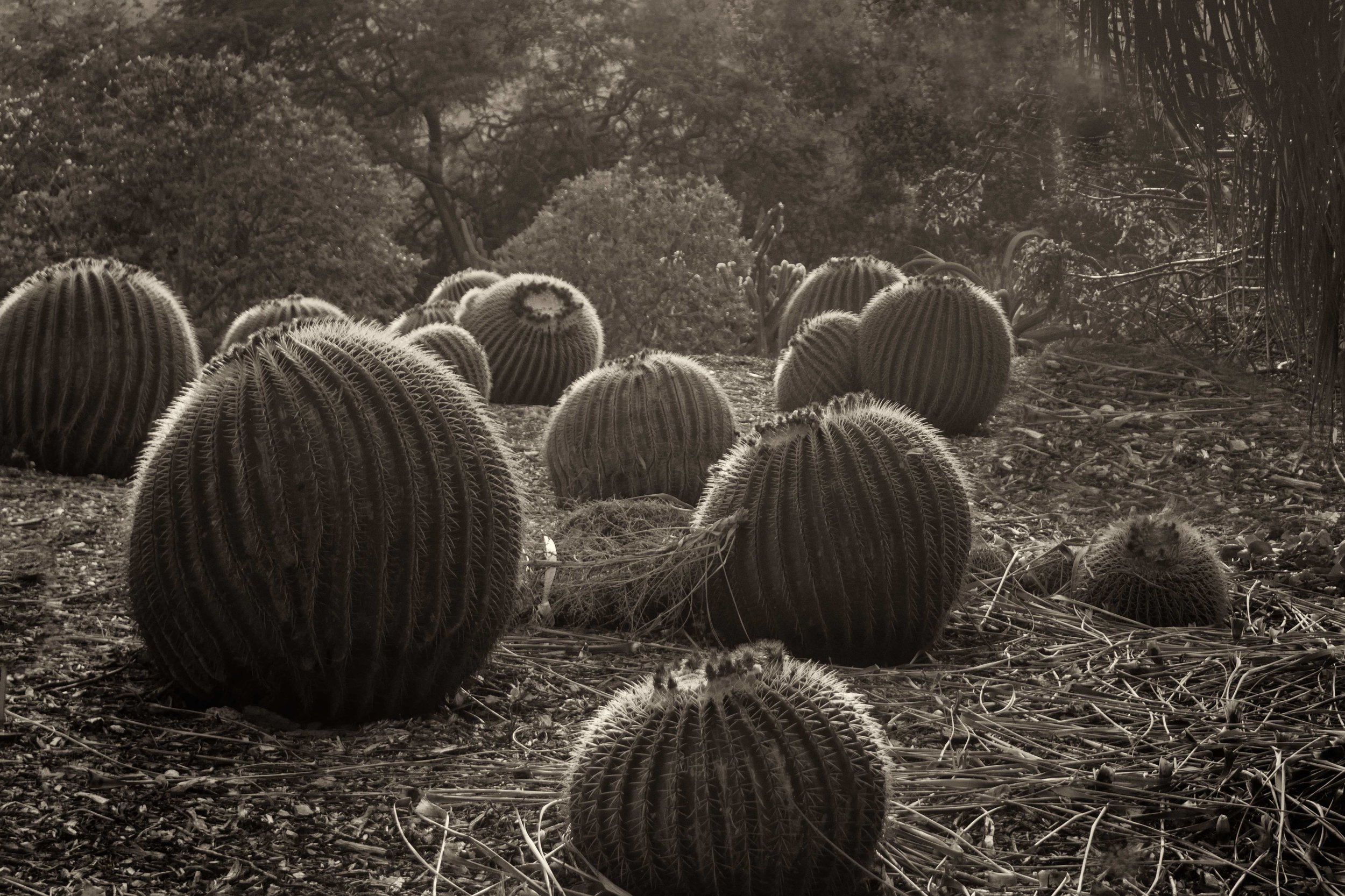 Barrel cacti * DSC03600.jpg