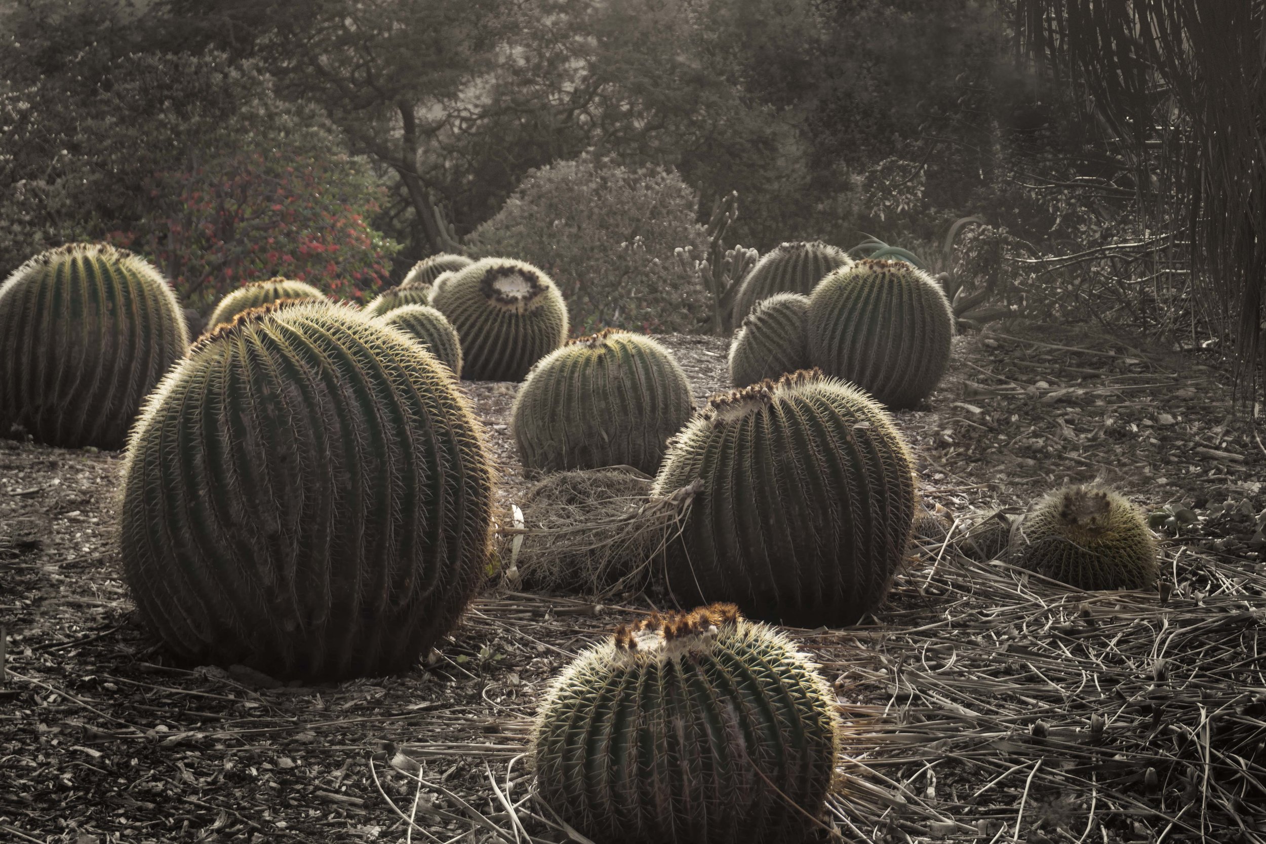 Barrel cacti golden DSC03600.jpg