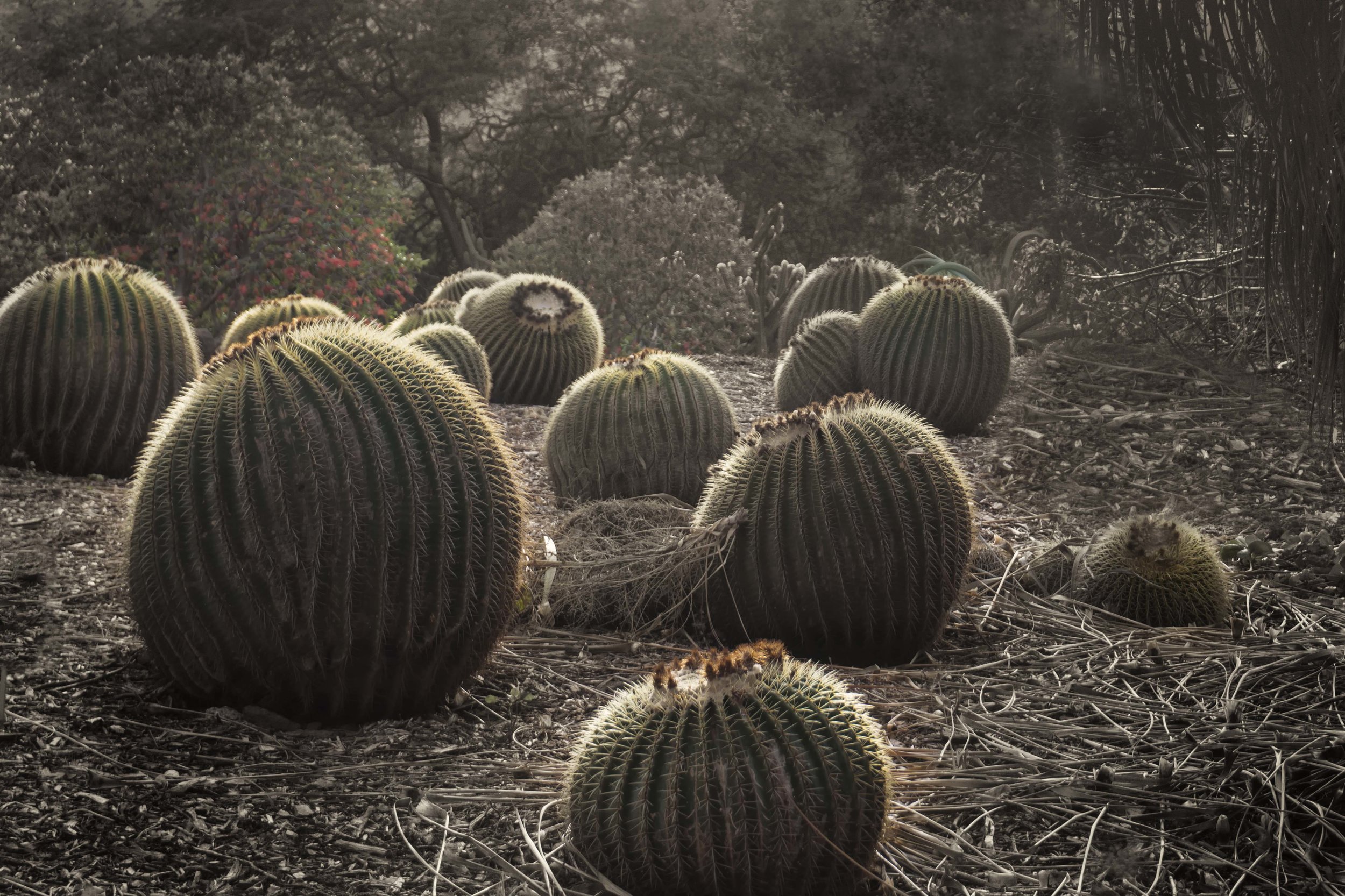 Biznaga de Zimapan or Golden Barrel Cactus, Oahu, Hawaii
