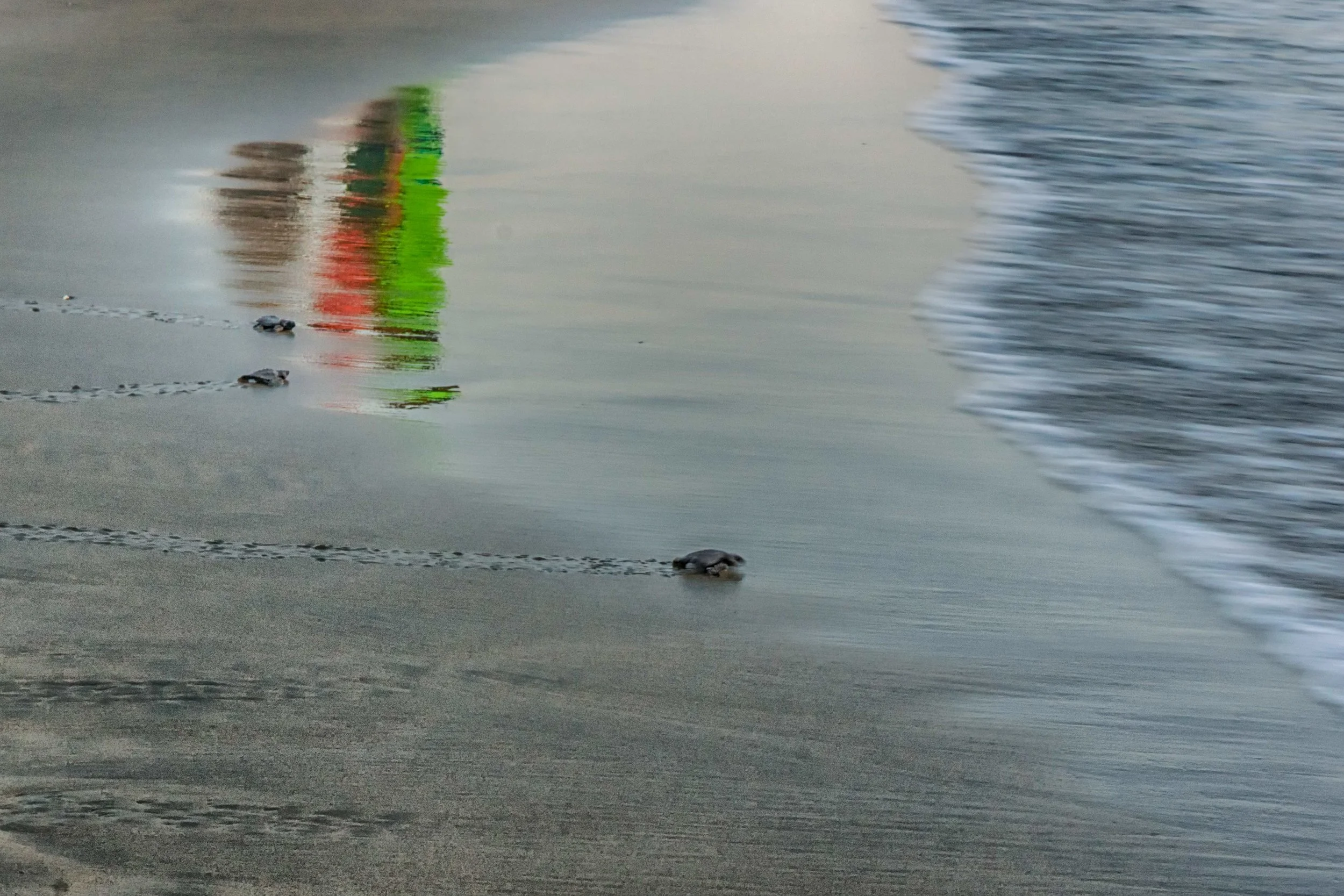 Three Turtles returning to the ocean as three people watch