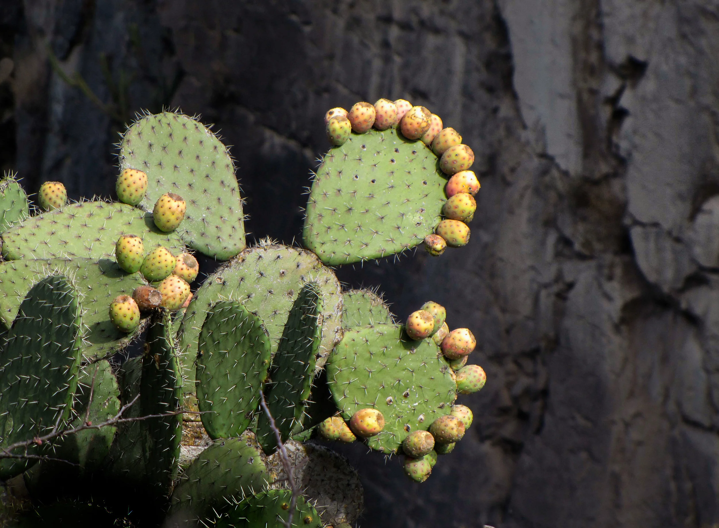Nopal with canyon background