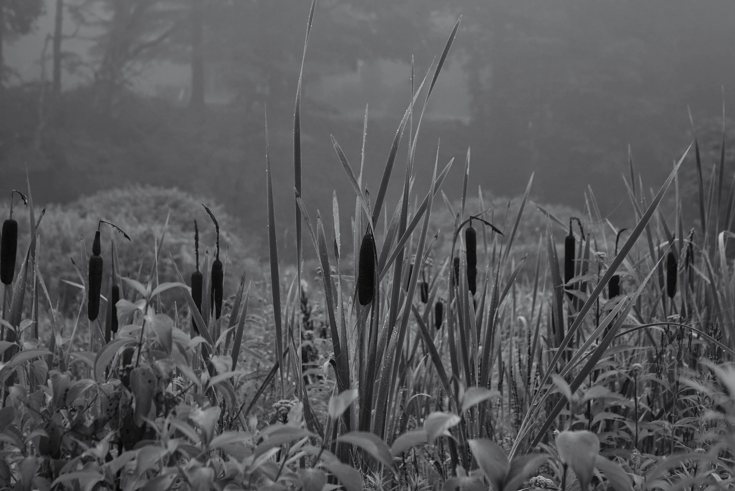 Cattails 2DSC5679.jpg
