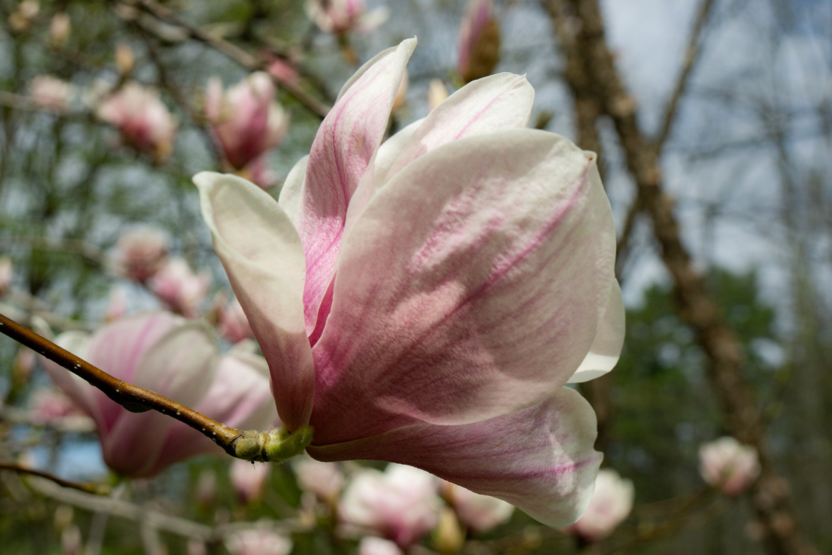 saucer magnolia