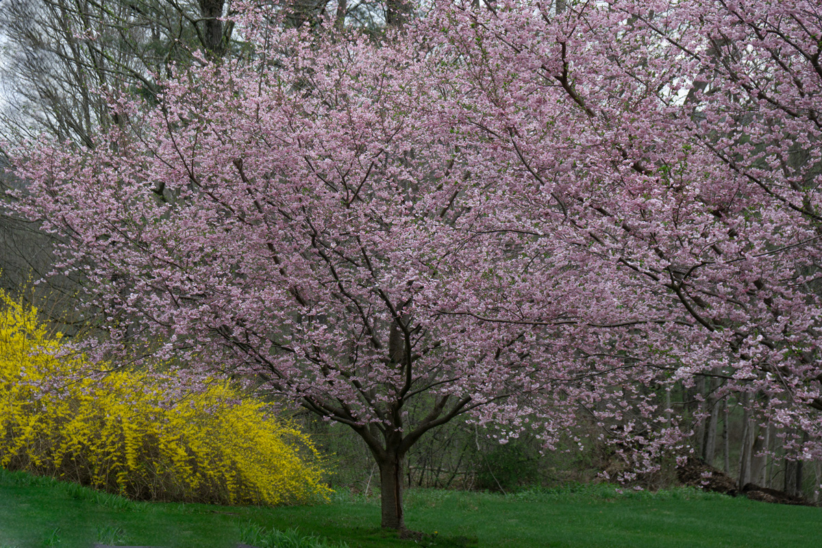 Cherry and forsy._DSC8478.jpg