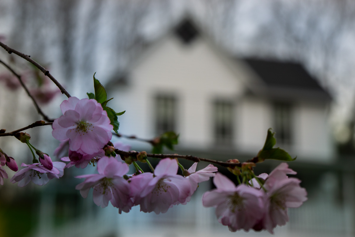 Cherry blossom and house DSC8489.jpg