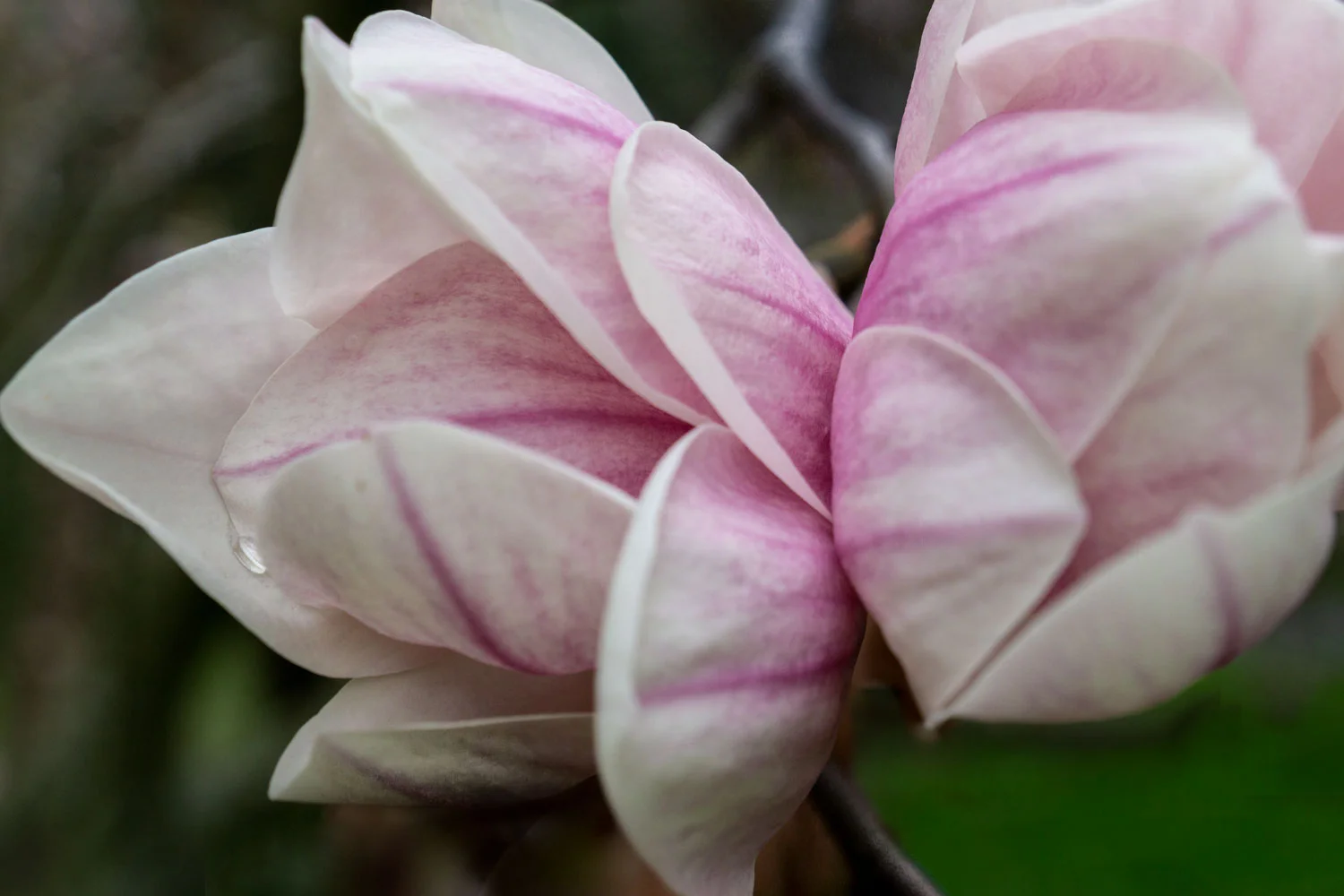 Magnolia--_DSC8503.jpg