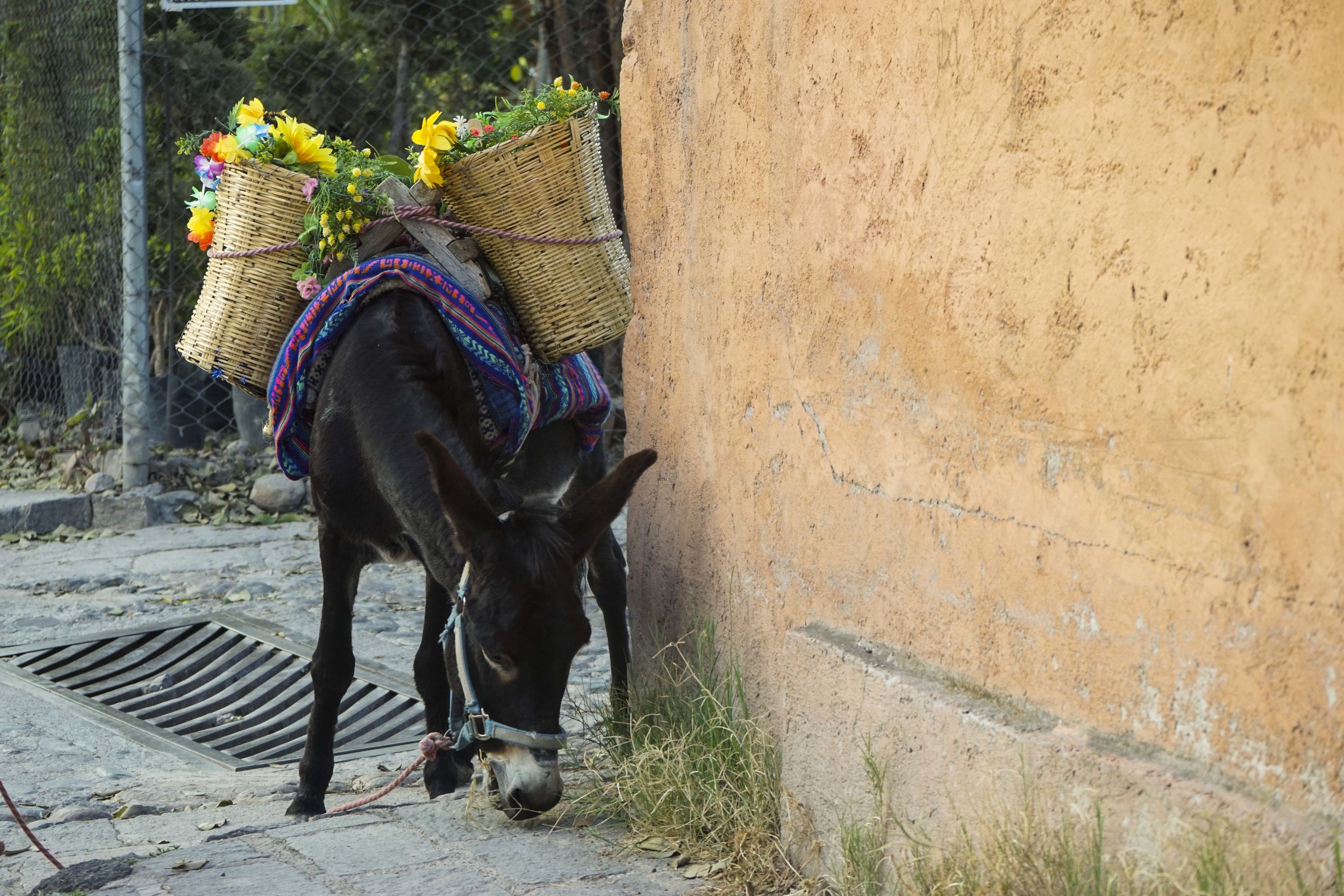 Burro DSC07836-1.jpg