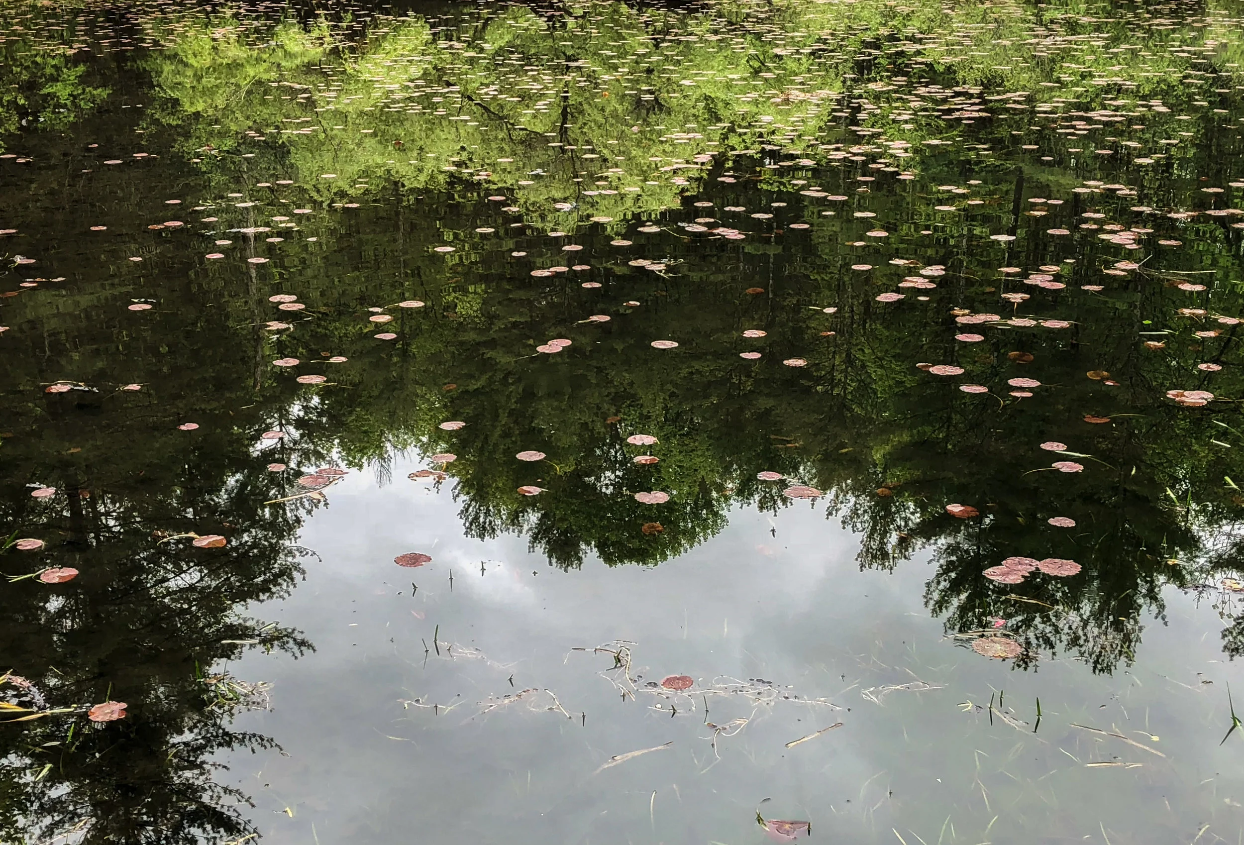IMG_0185.Pond reflection.jpg