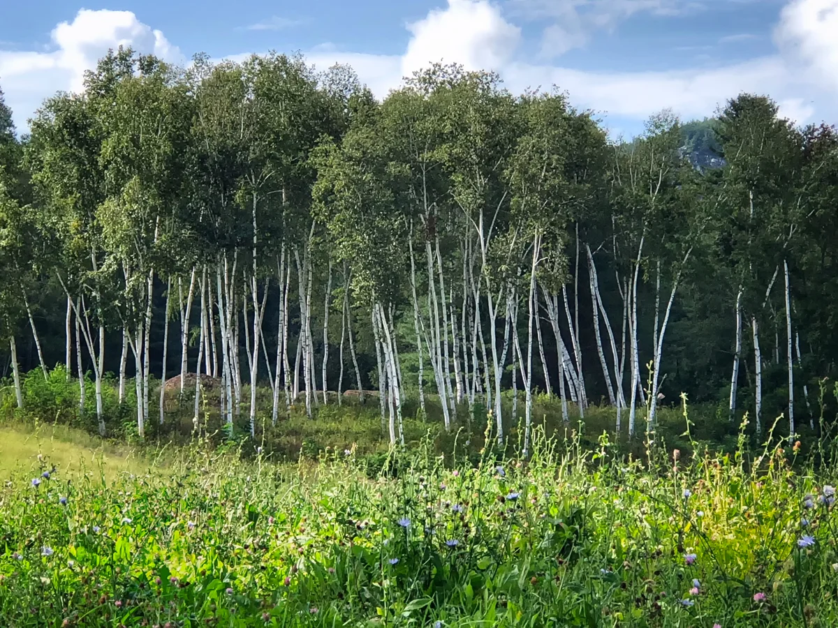 Birches.jpg