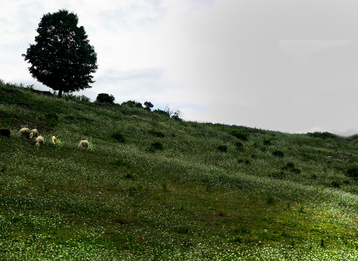 Field-and-sheep-2_DSC8819.jpg