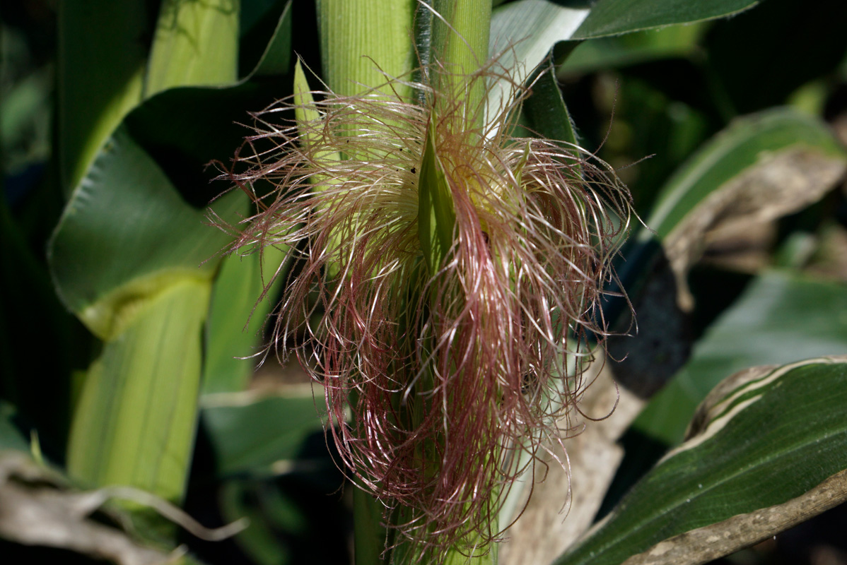 Tassel 1 DSC5730.jpg