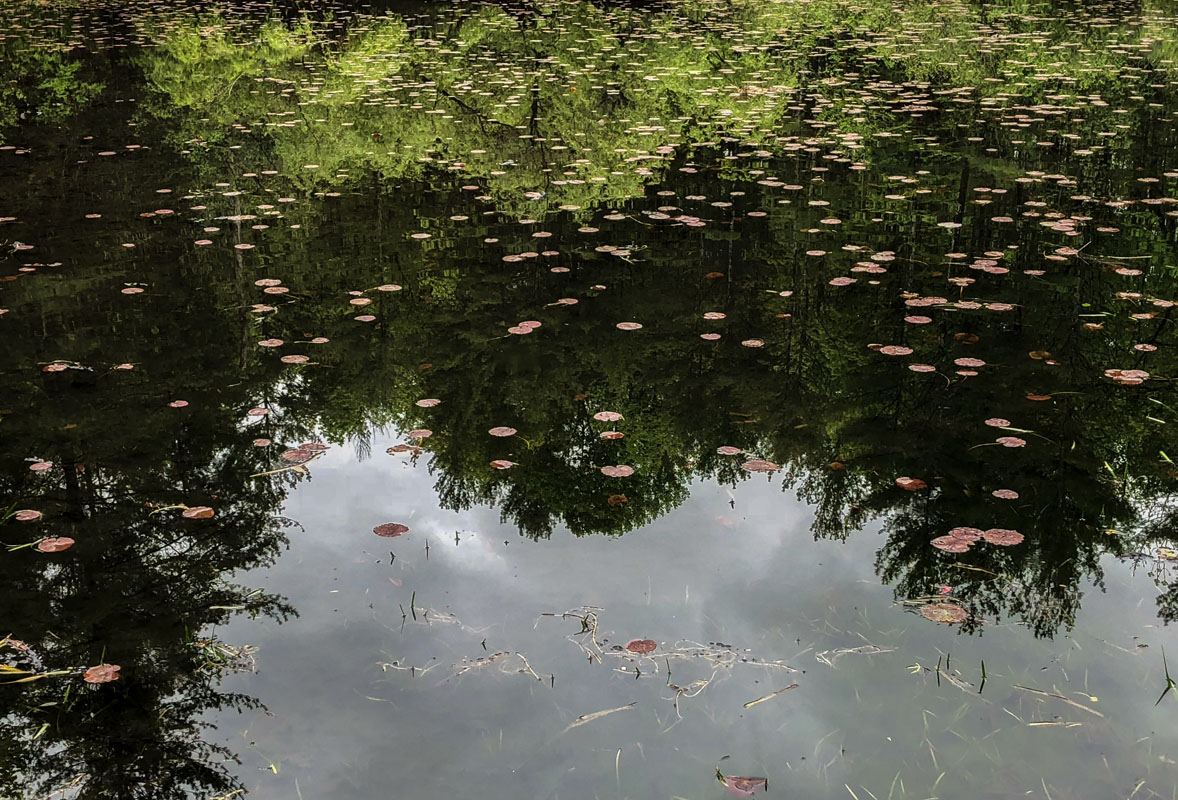 IMG_0185.Pond reflection.jpg