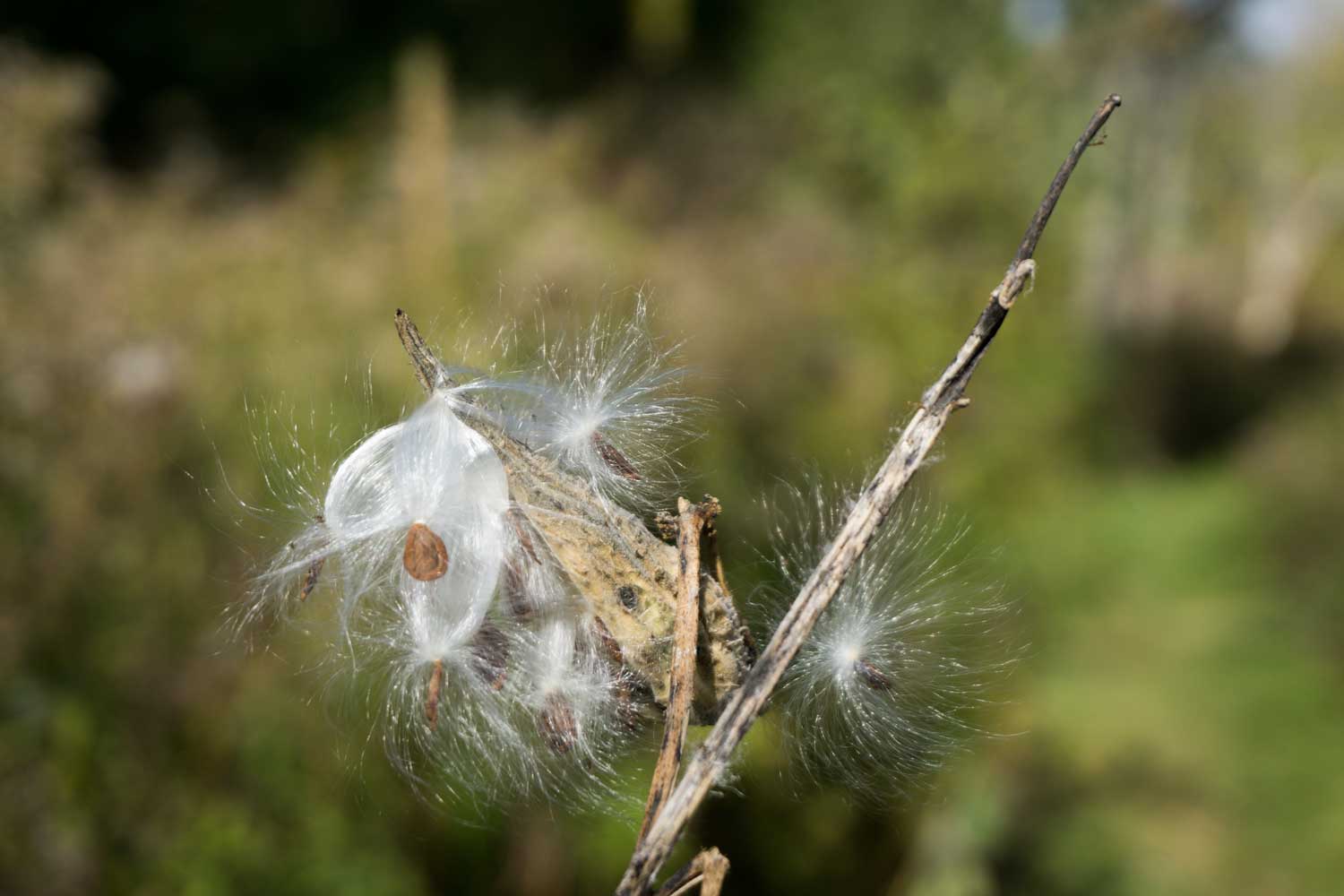 Milkweed-2.jpg