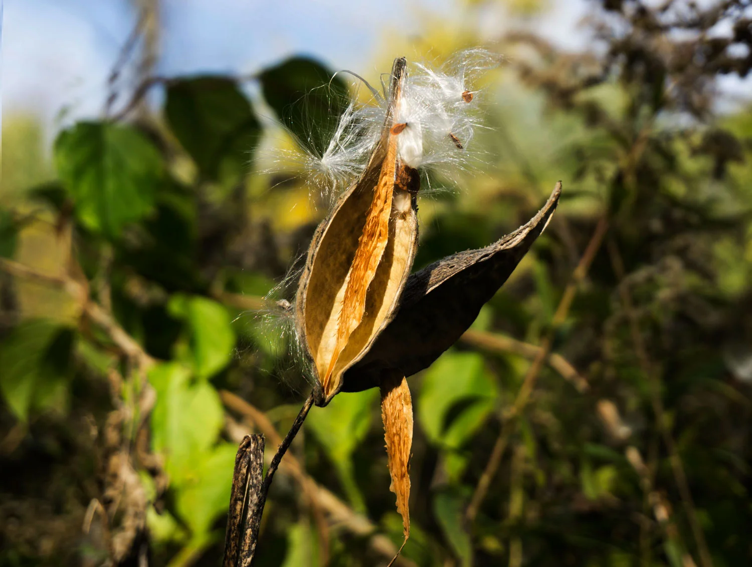 Milkweed Pod