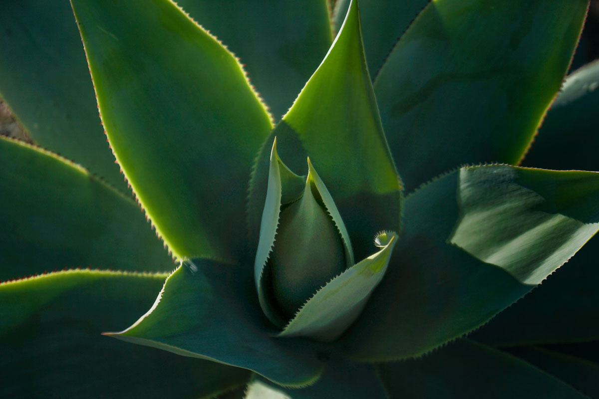 Agave DSC00001.jpg
