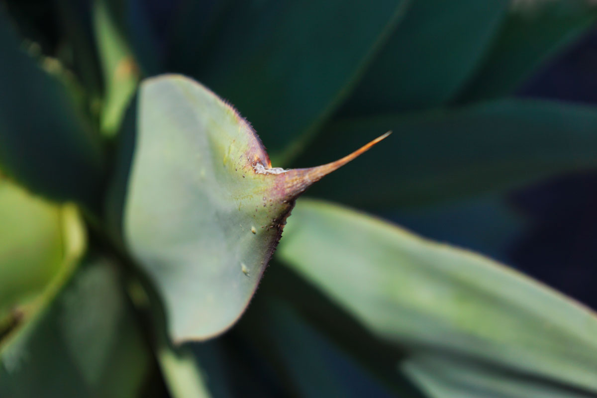 Detail Agave DSC00037.jpg