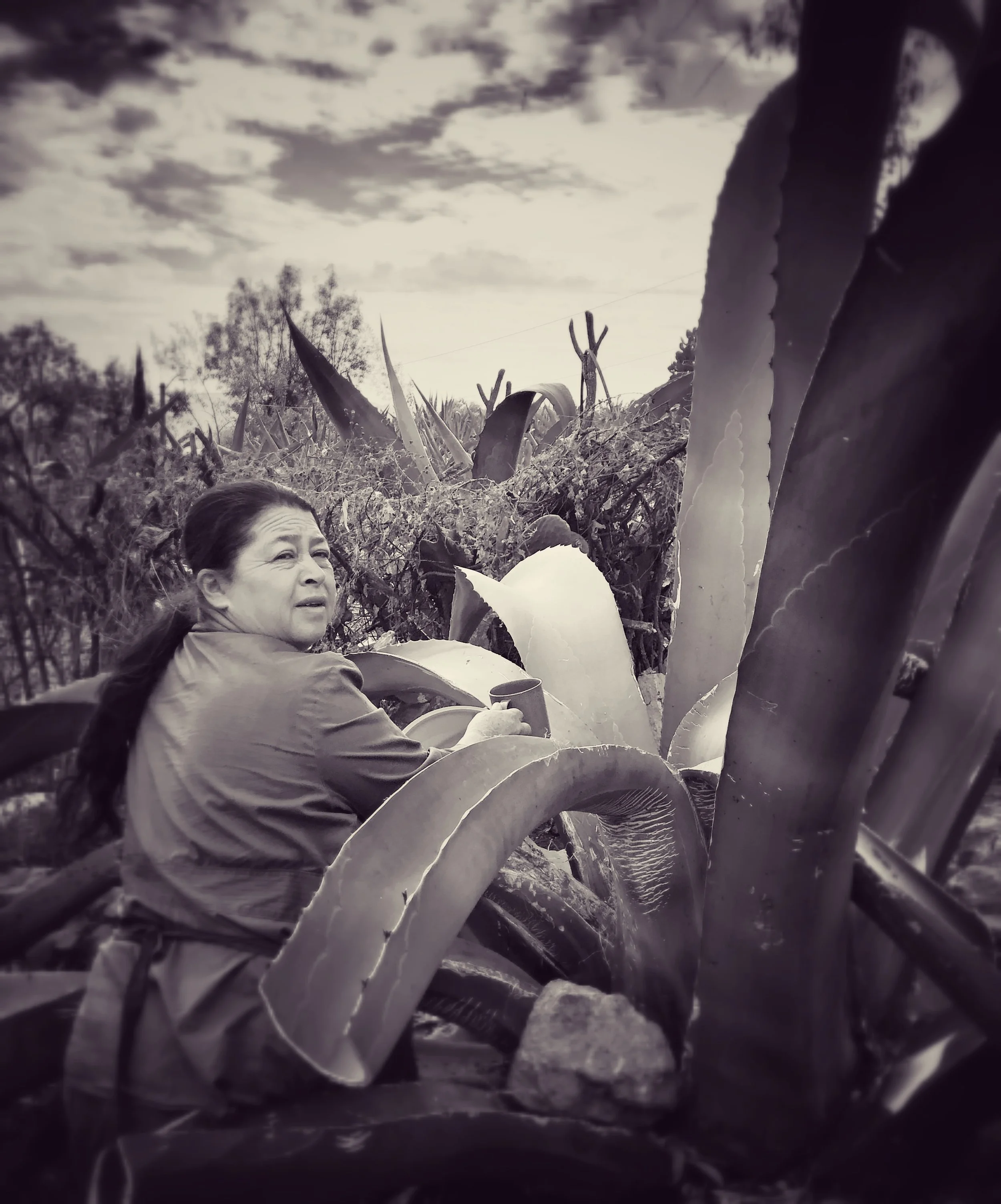 Collecting Agua Miel from the maguey Agave to make pulque