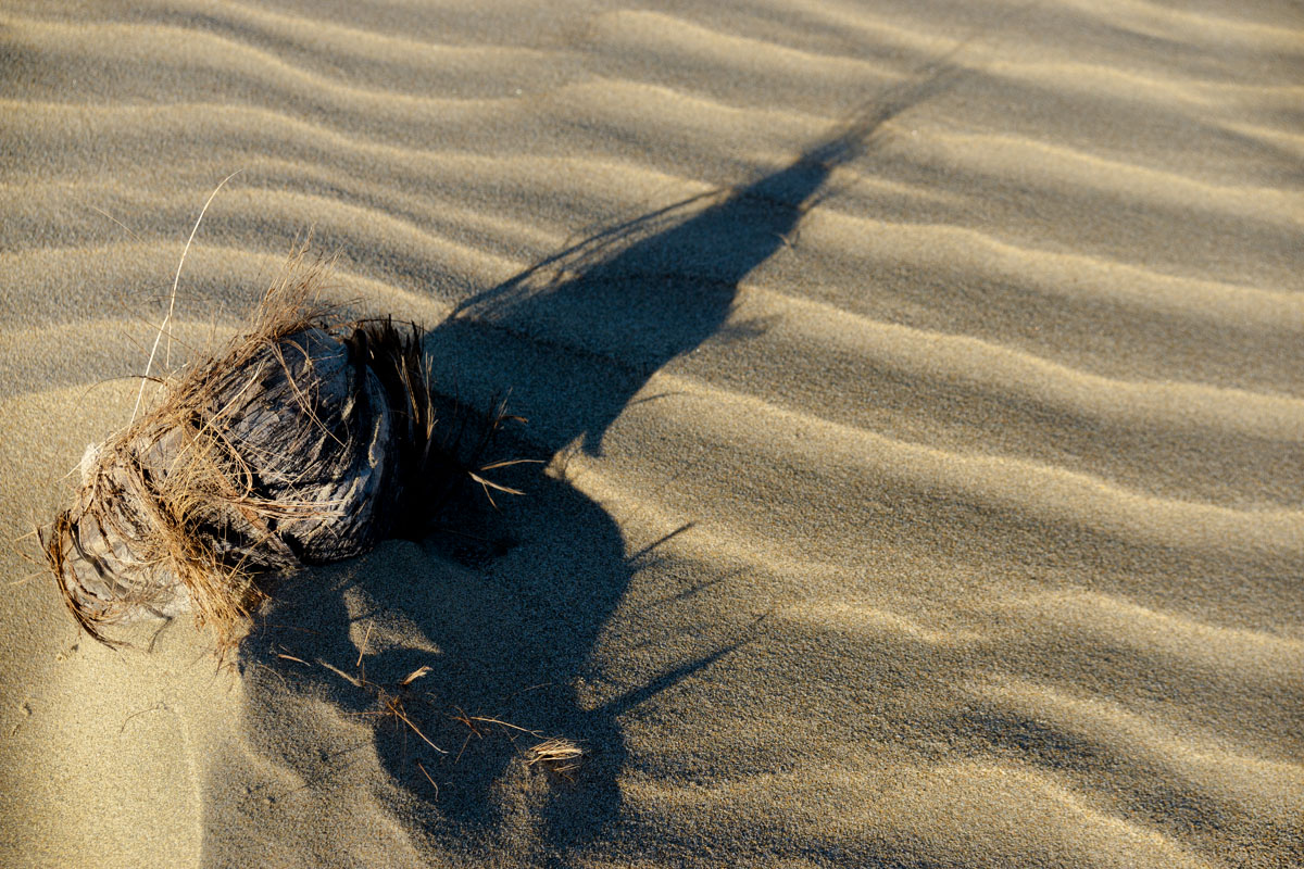_Nest_ and sand_DSC9368.jpg