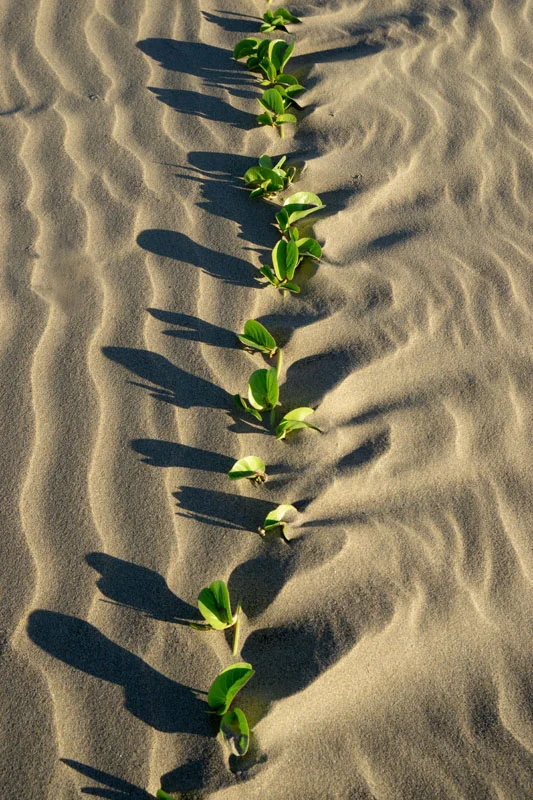 Sand ripple_DSC9365.jpg