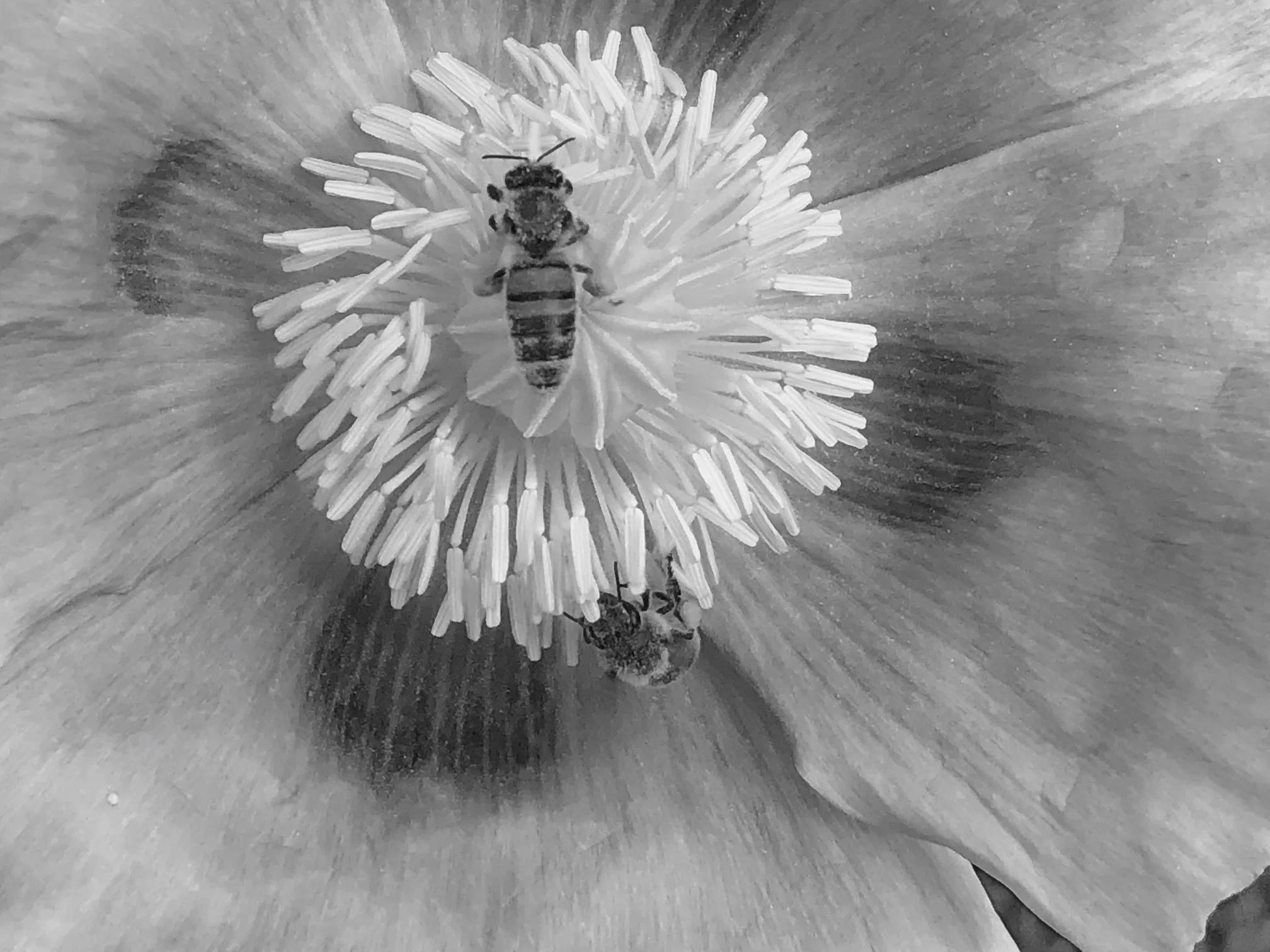 A feast for Bees drawn to the stamens