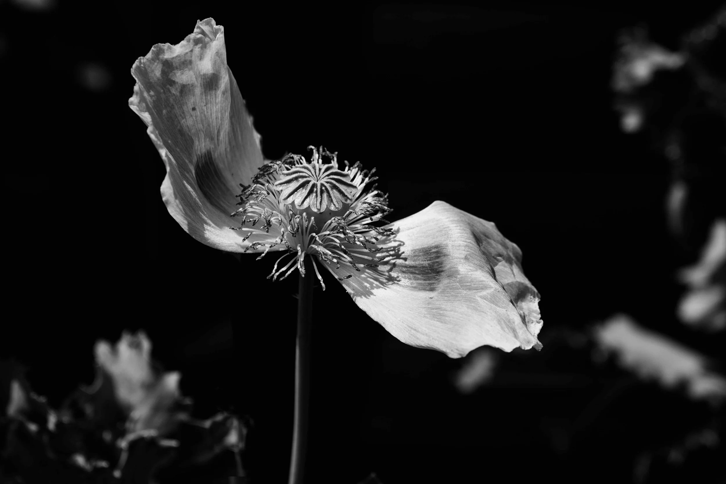 Shedding its petals