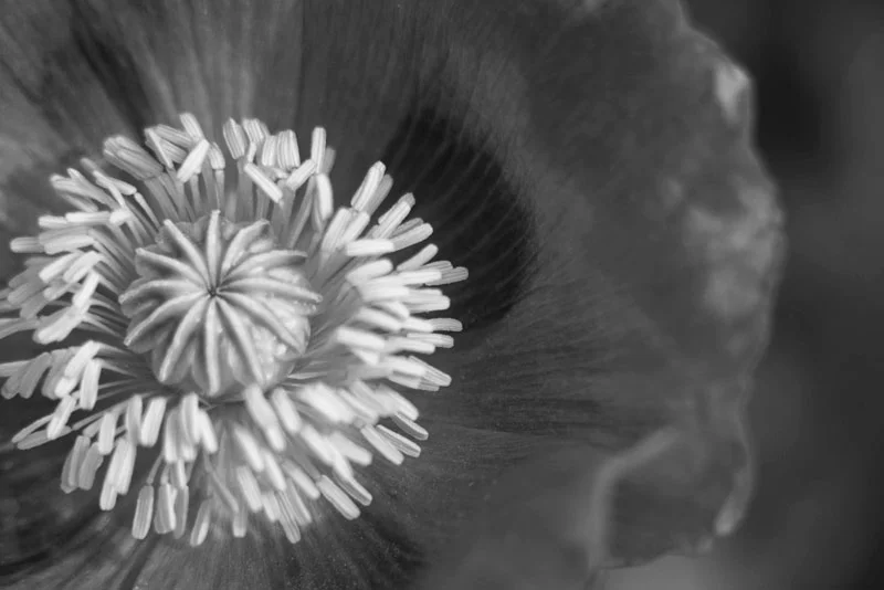 Small-B&W_DSC5633.jpg