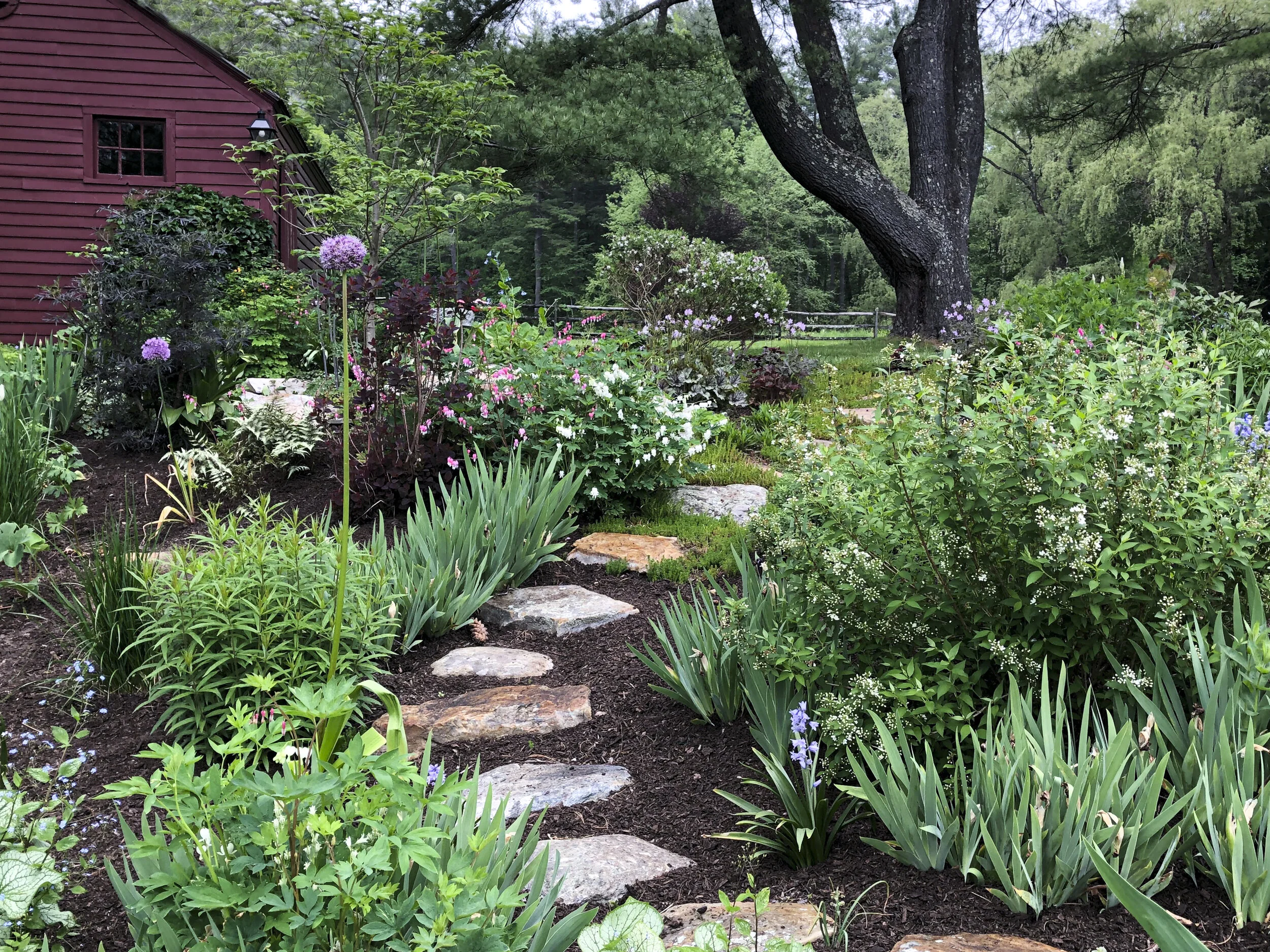 A few plants here: smoke bush, spirea, bleeding heart, allium, Hyacinth