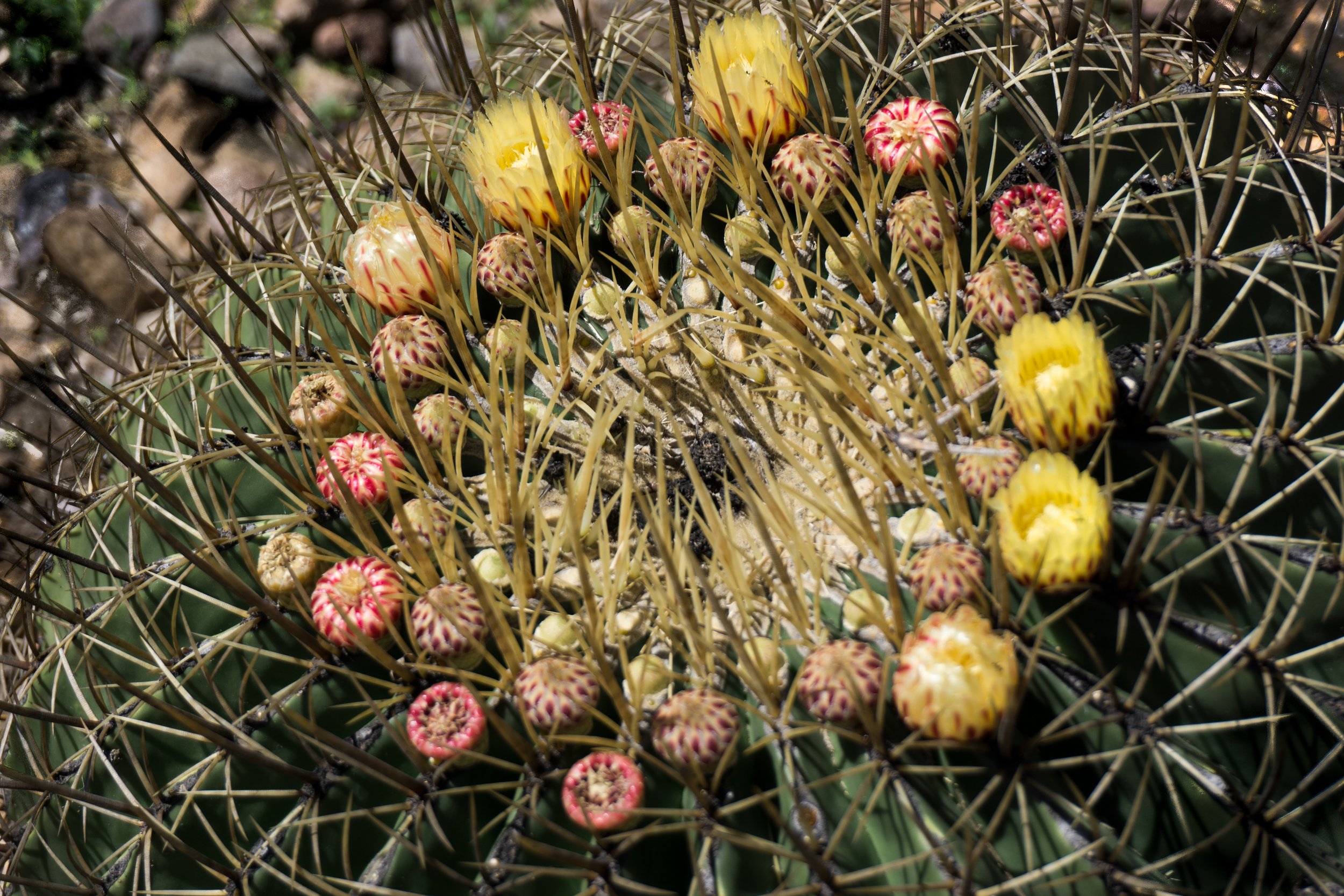 Cactus DSC04255.jpg