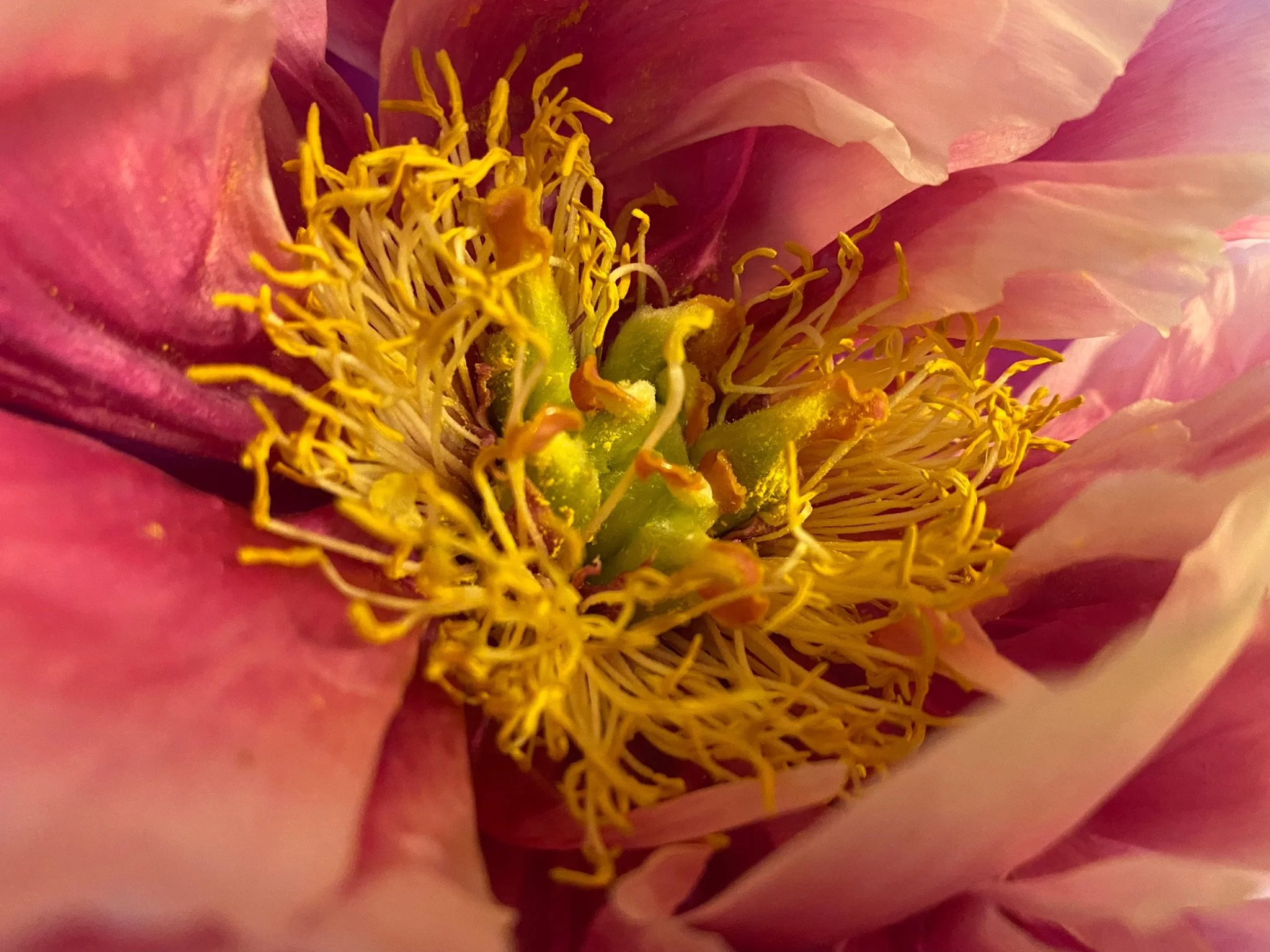 IChinese peony MG_5482.JPG