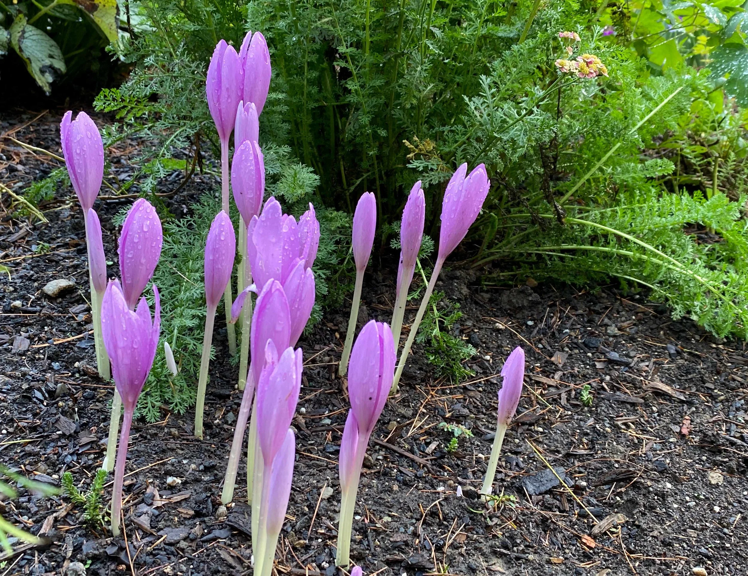 Fall crocuses  smallIMG_6696.jpg