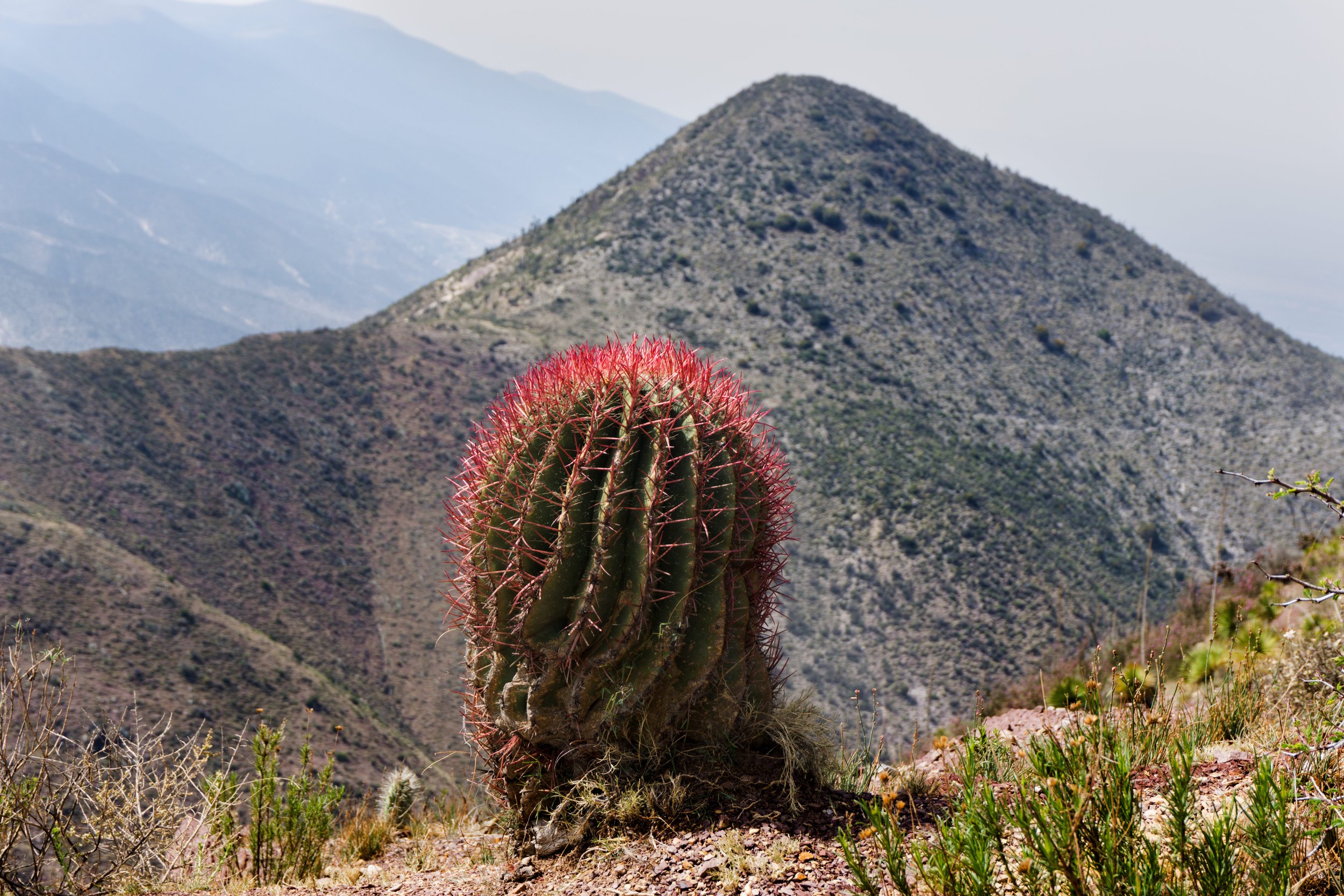 HONEY DSC04871a.jpg Red cactus and mtn. (1).jpg