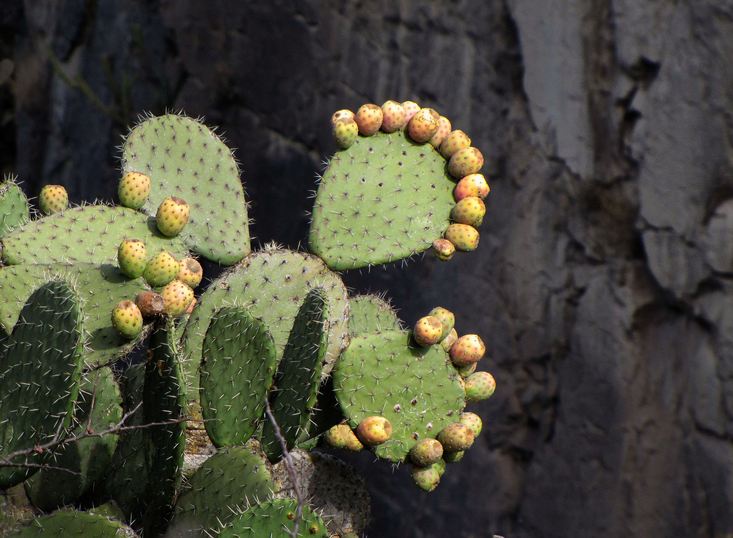 Nopal and canyon 2 .jpg