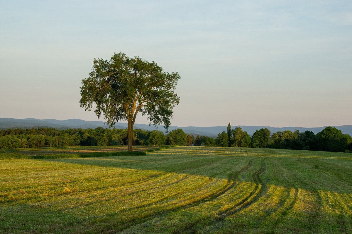 _DSC8548.elm.jpg