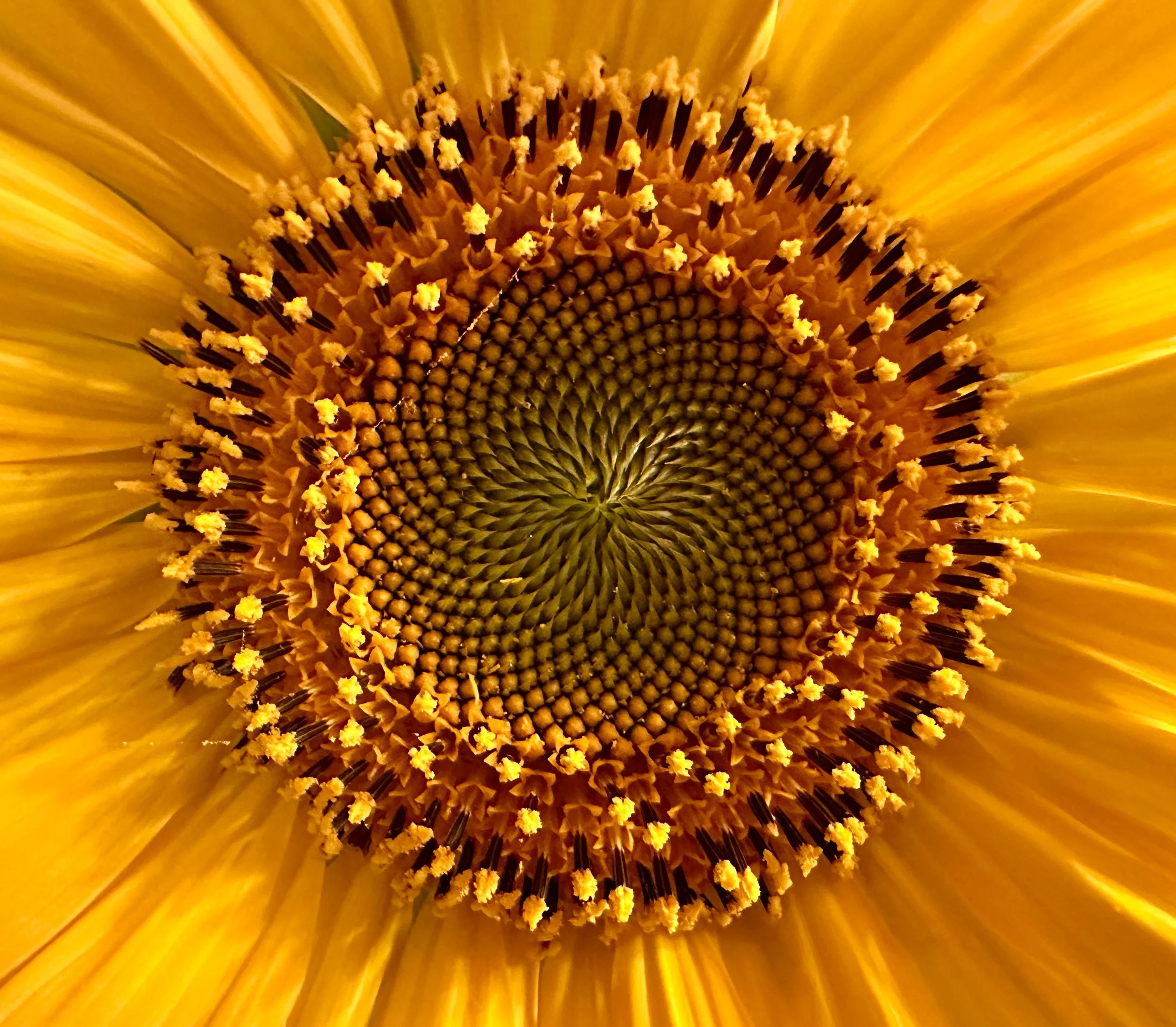 JPEG image-4AC3-8832-B8-0.jpeg