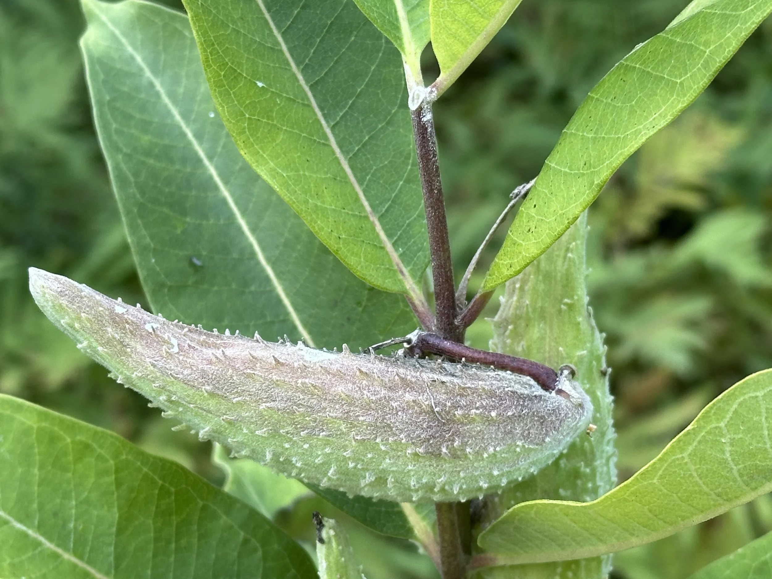 Milkweed pod IMG_6036 2 copy.jpg