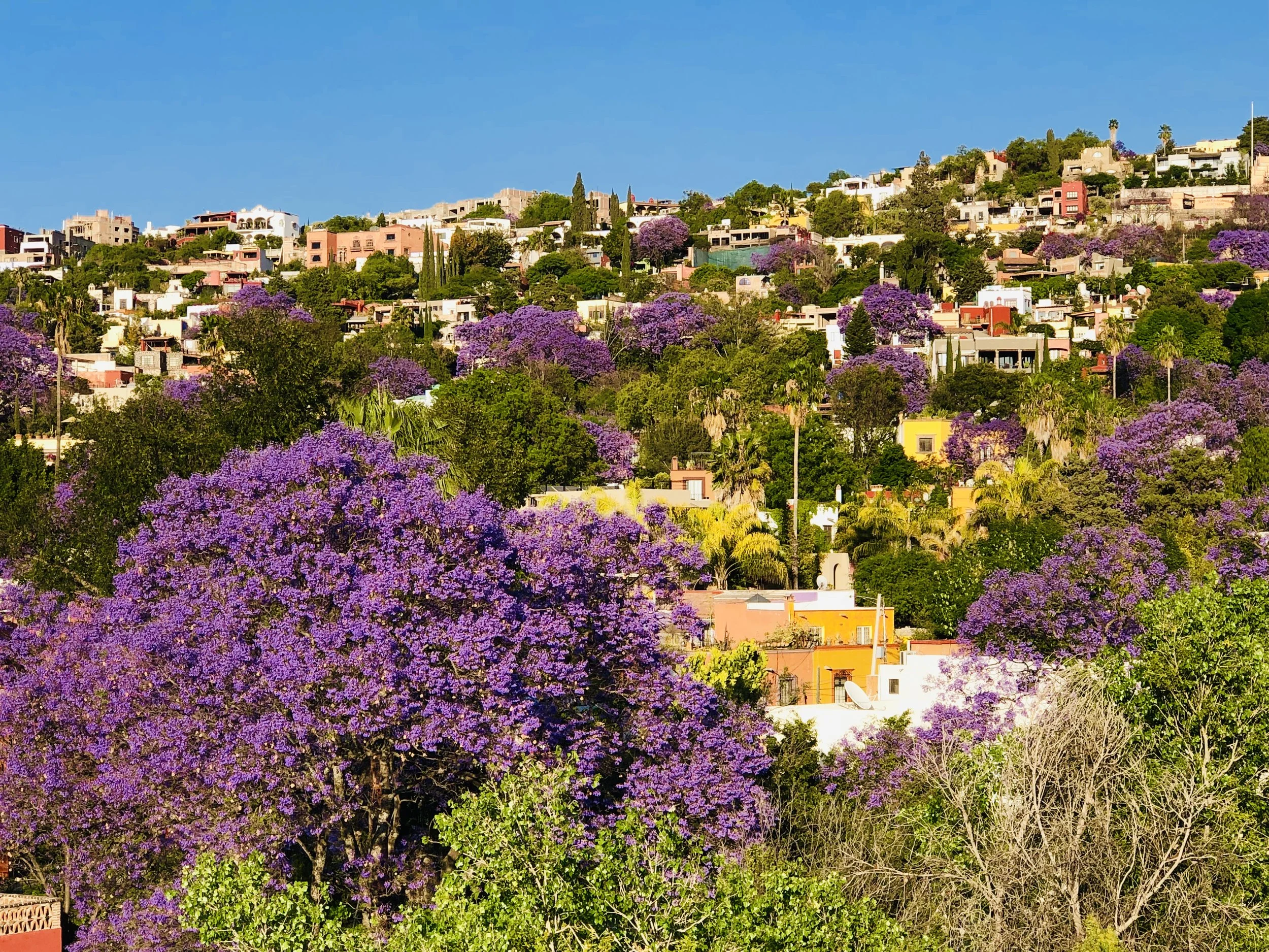 Jacarandas IMG_4175 copy.JPG