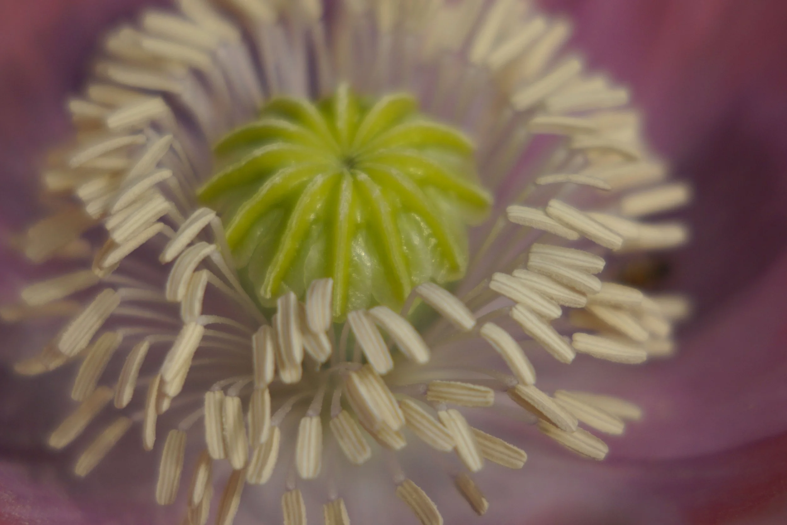 Close-up Poppy DSC5635 copy.jpg