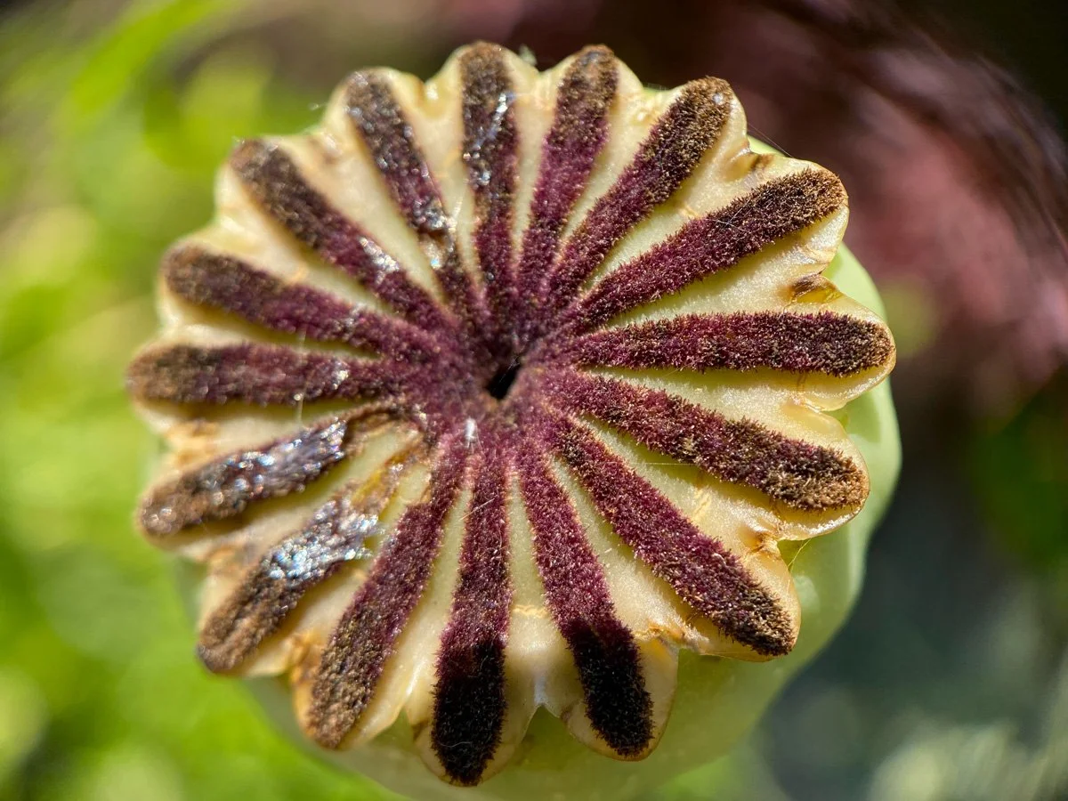 Core popppy IMG_5804 copy.jpg