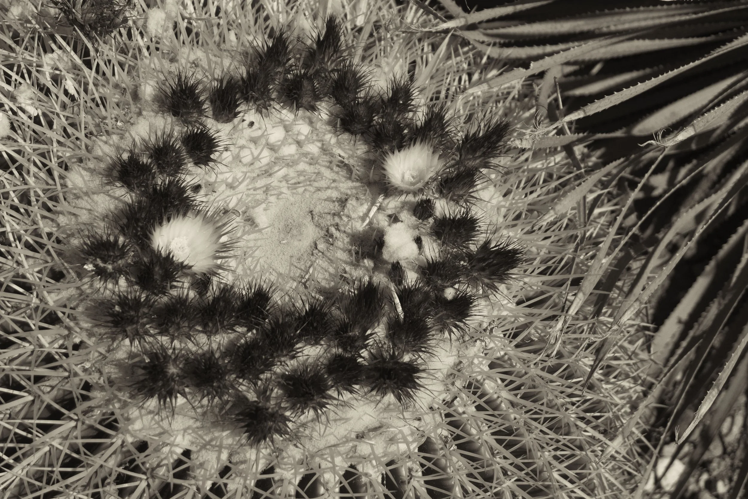 Barrel  Sepia DSC03777.jpg